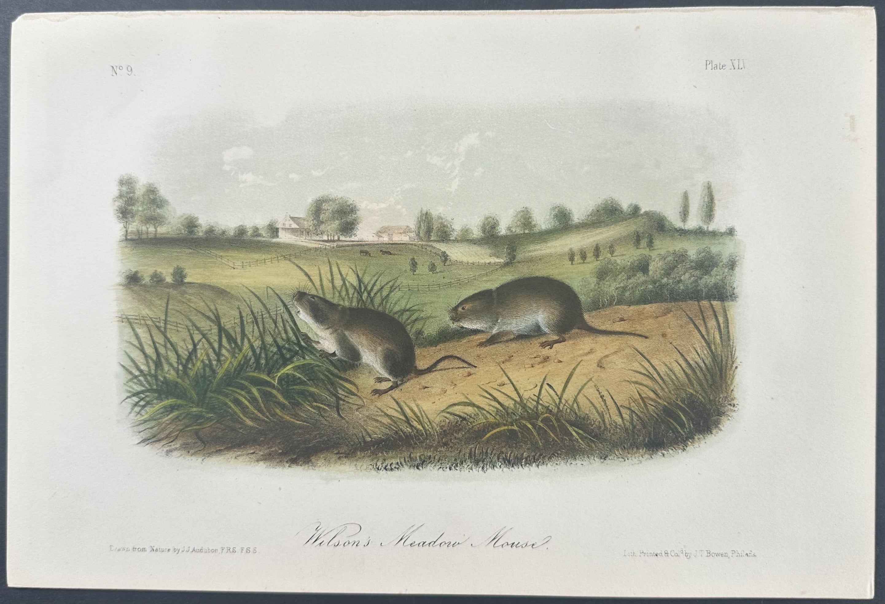 Wilson's Meadow Mouse