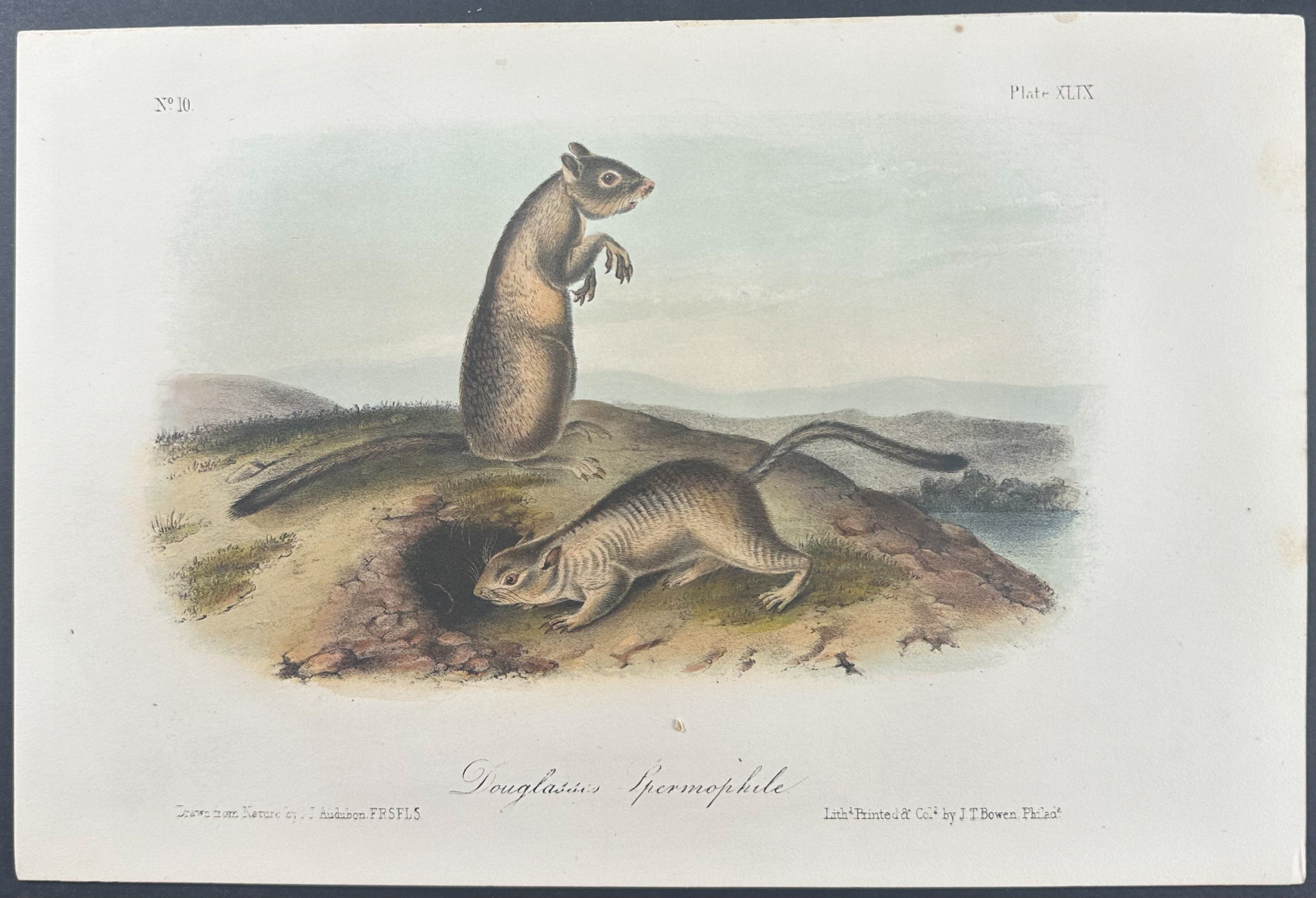 Douglasses Spermophile