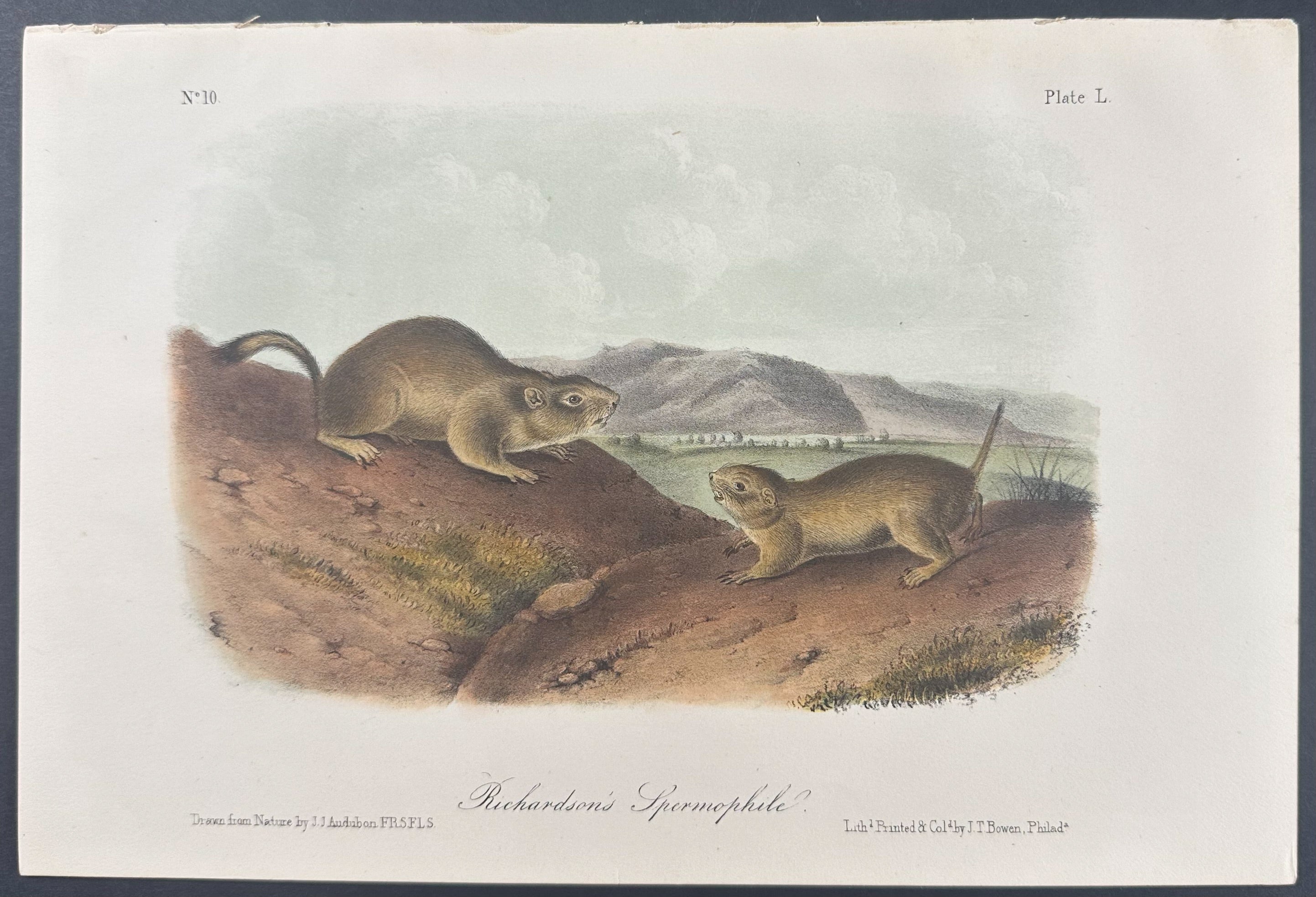 Richardson's Spermophile