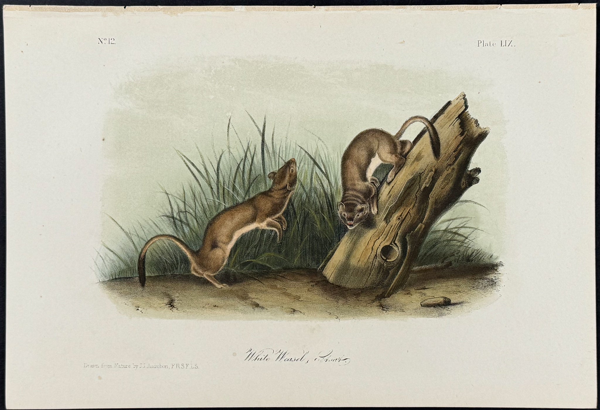 Orange-bellied Squirrel