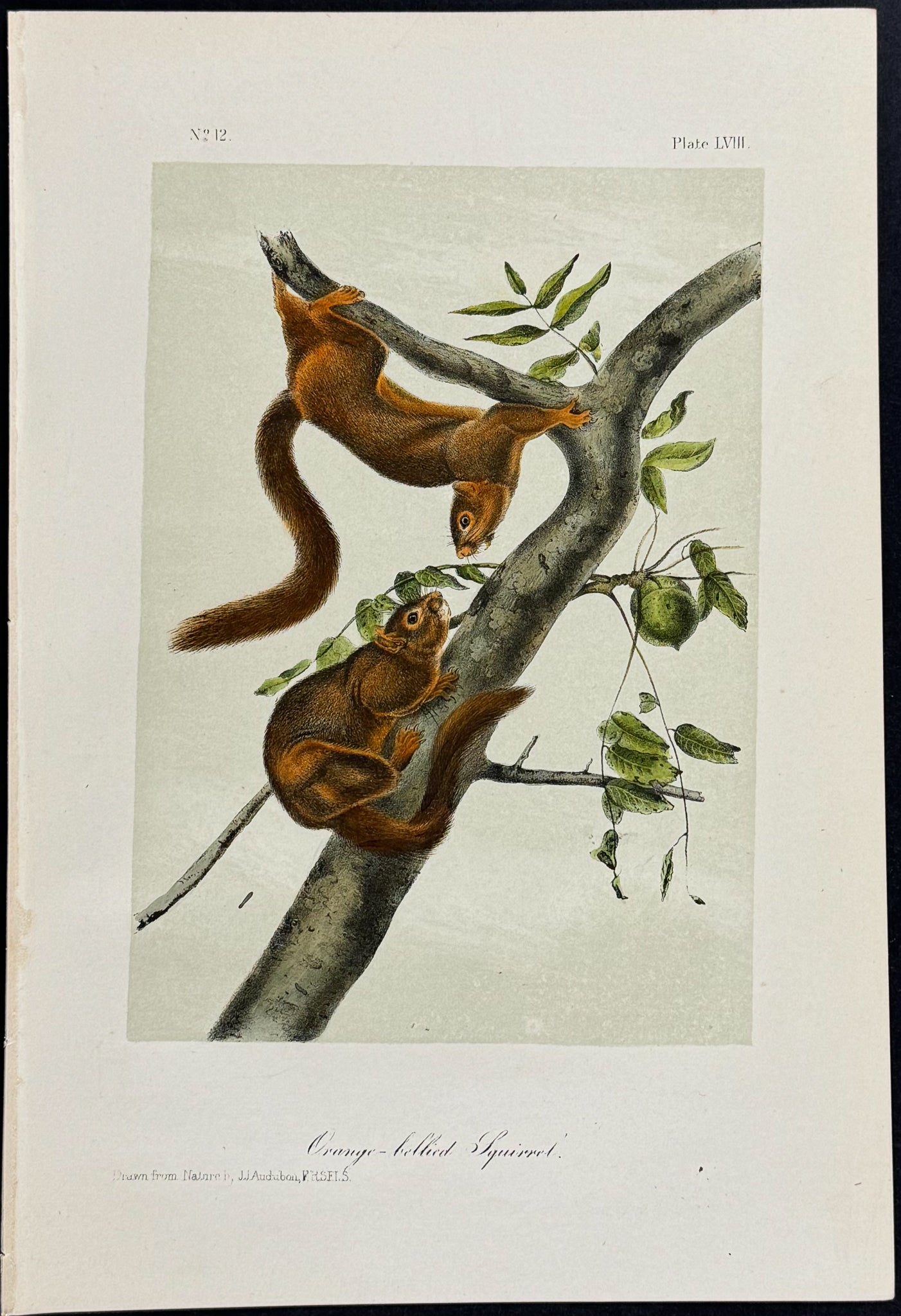 White Weasel Sloat