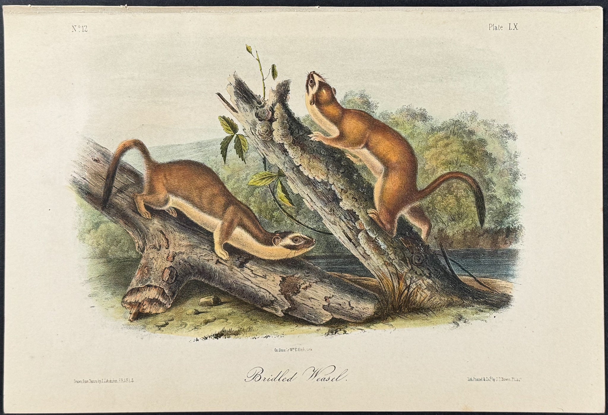 Bridled Weasel