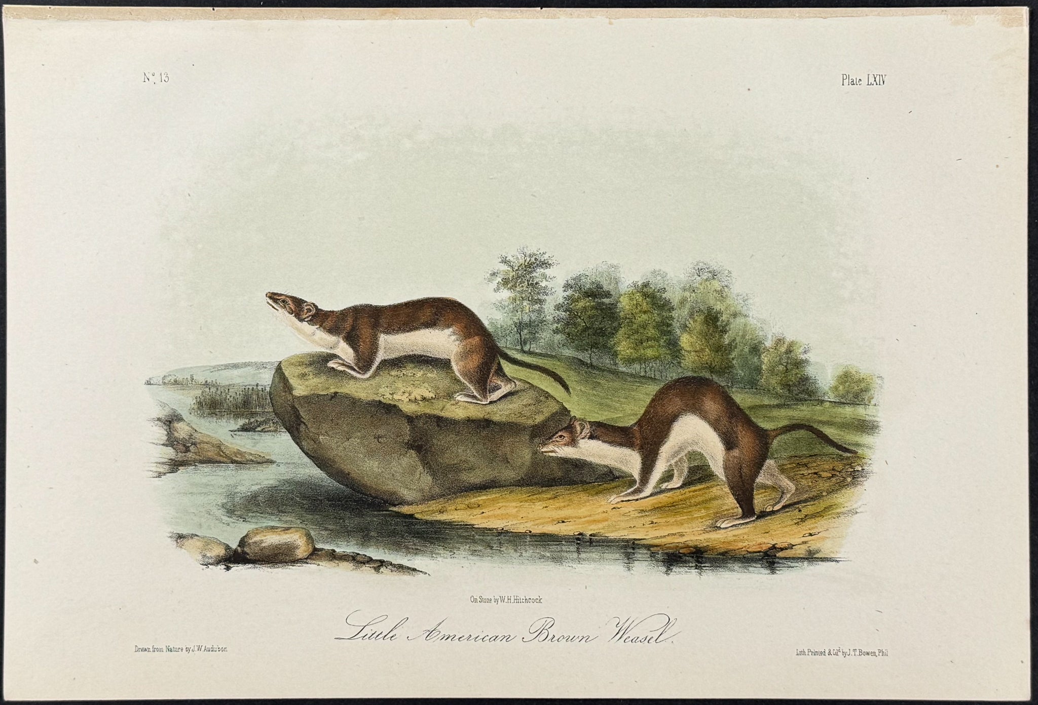 Little American Brown Weasel