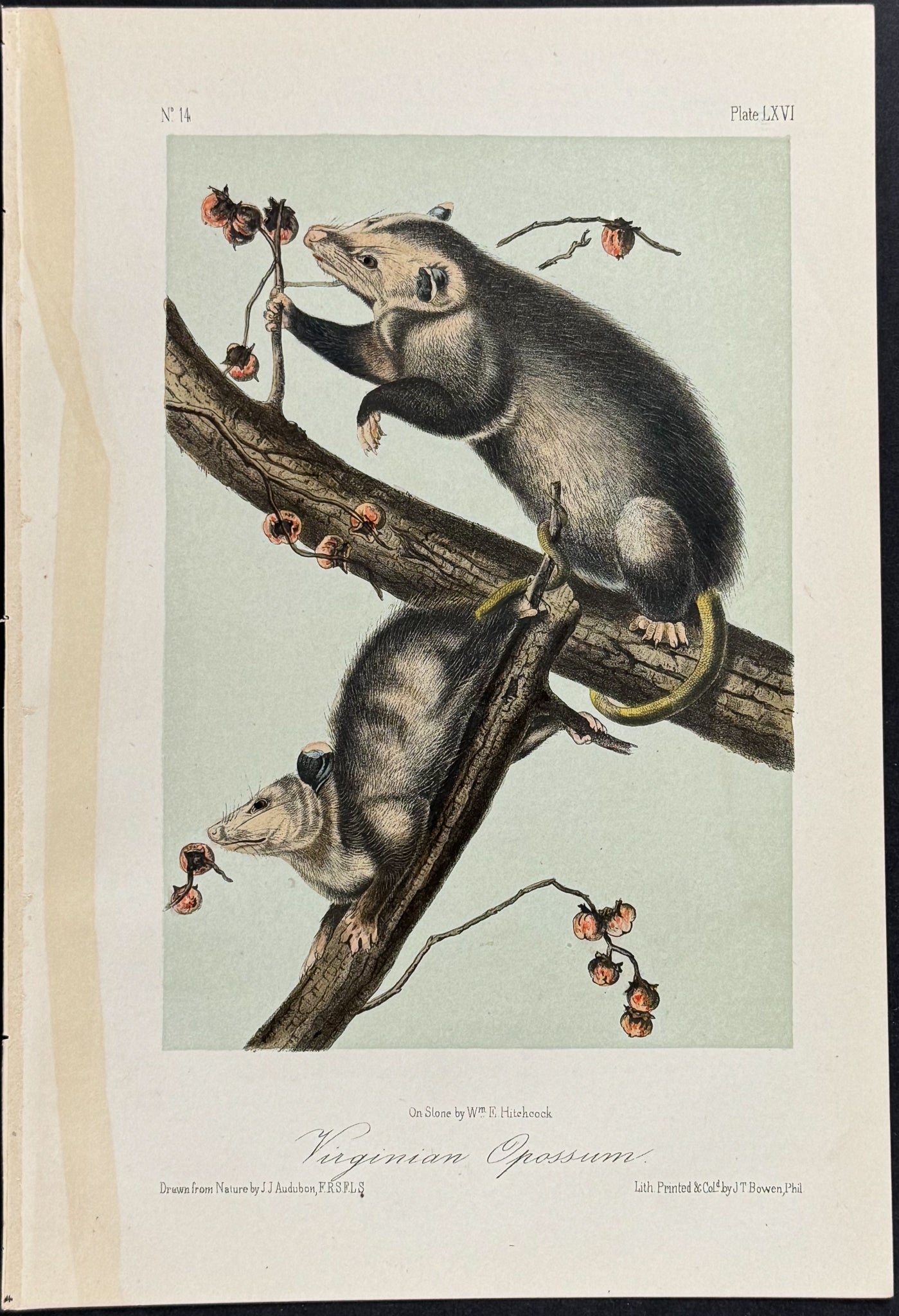 Virginian Opossum
