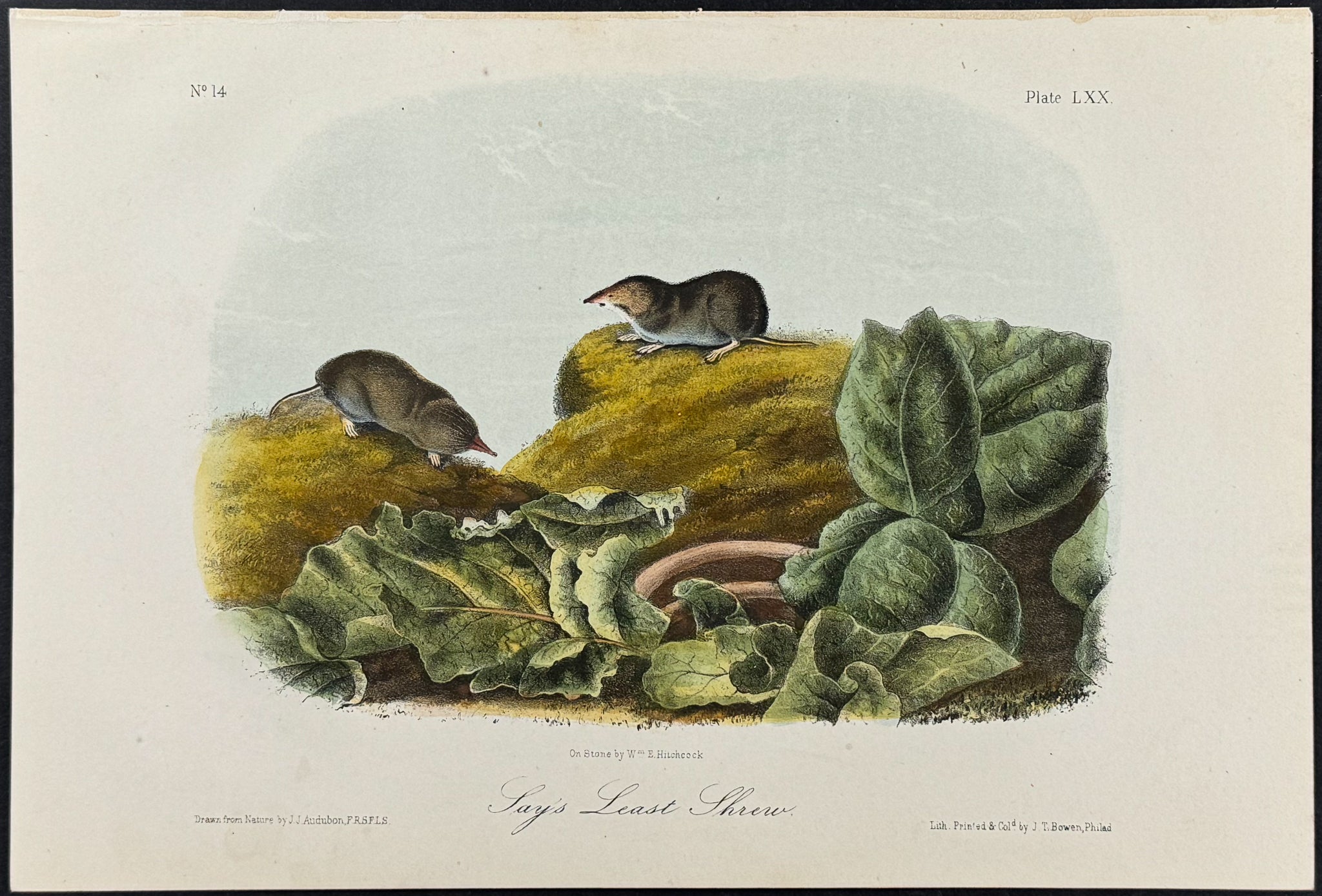 Say's Least Shrew