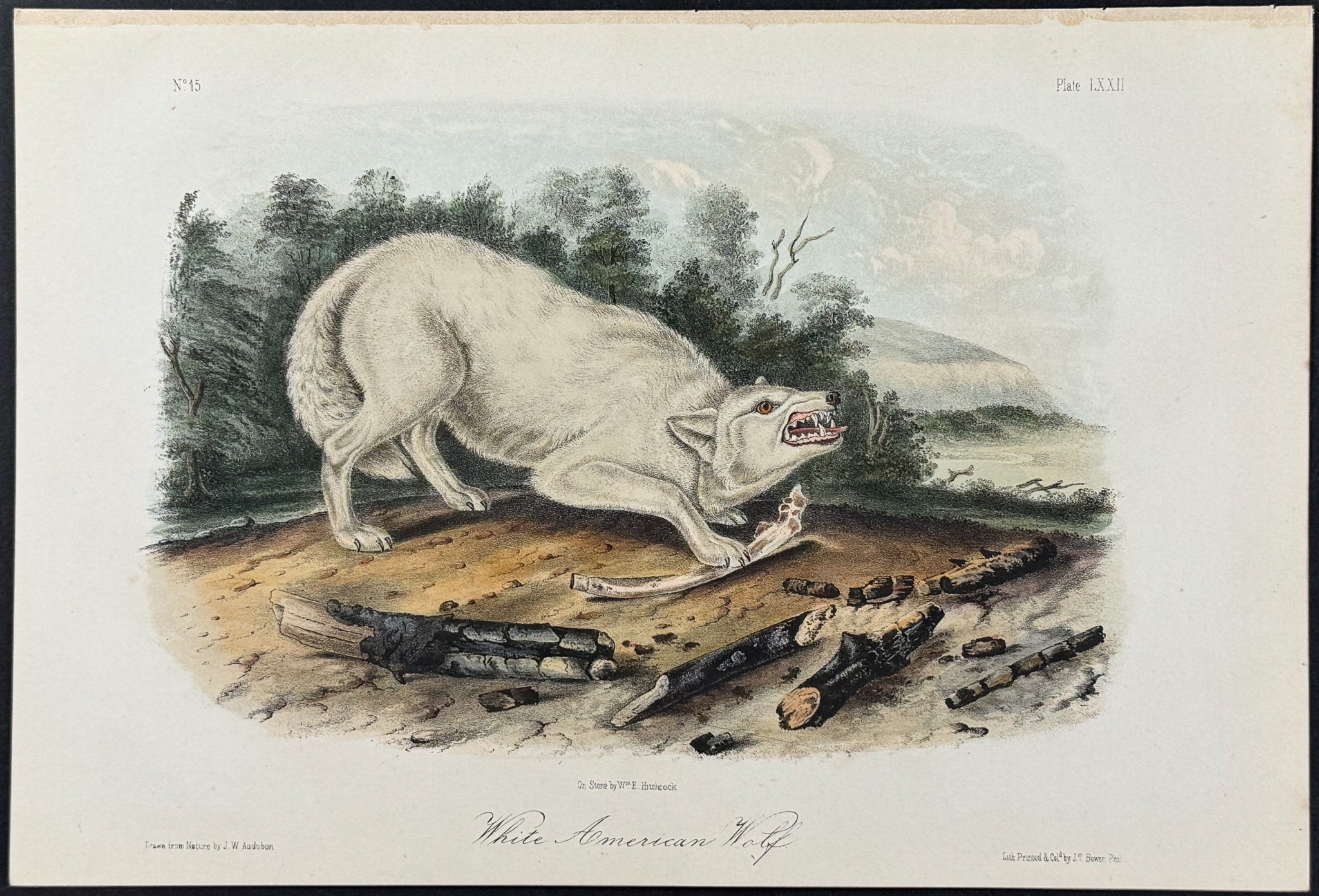 White American Wolf