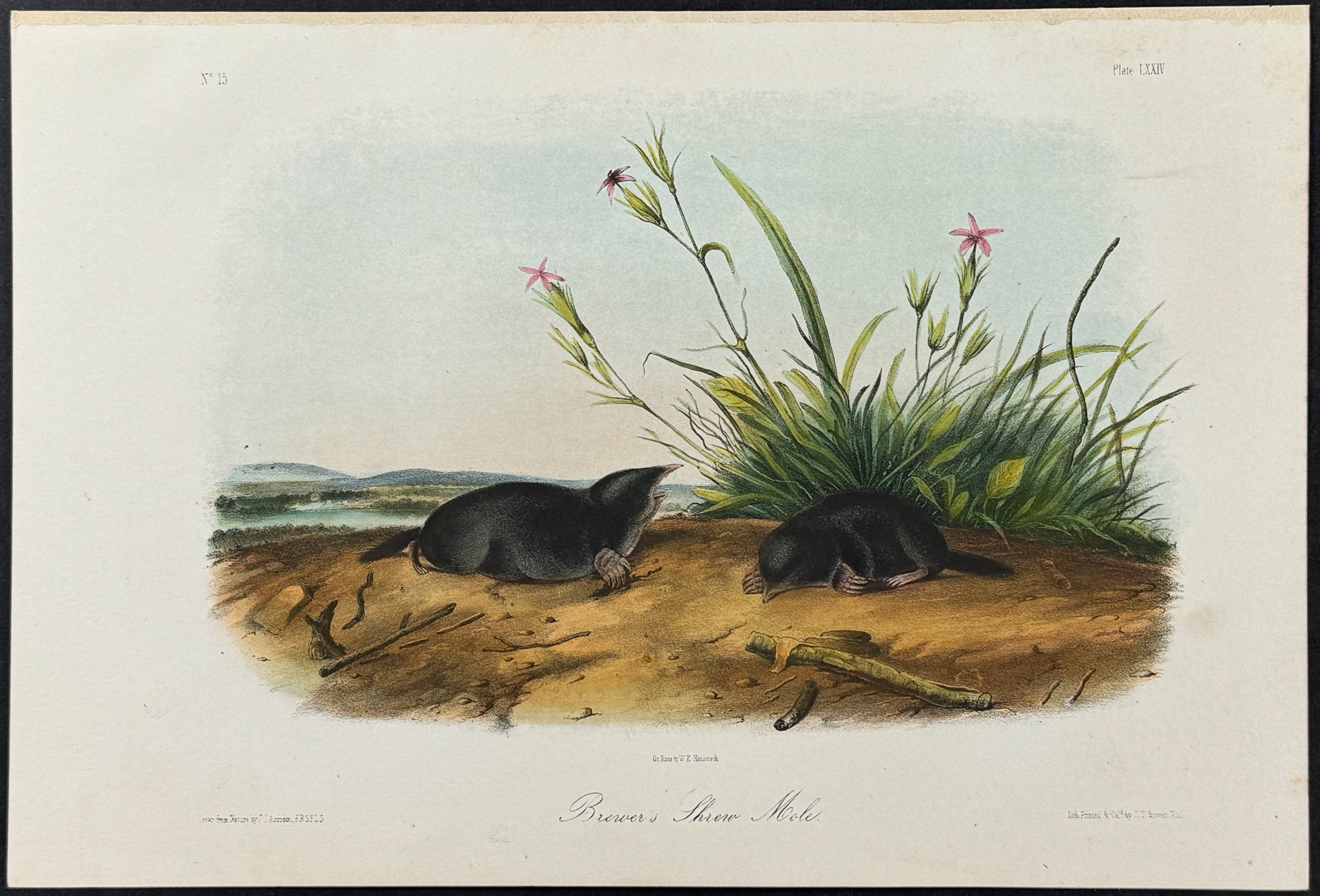 Brewer's Shrew Mole