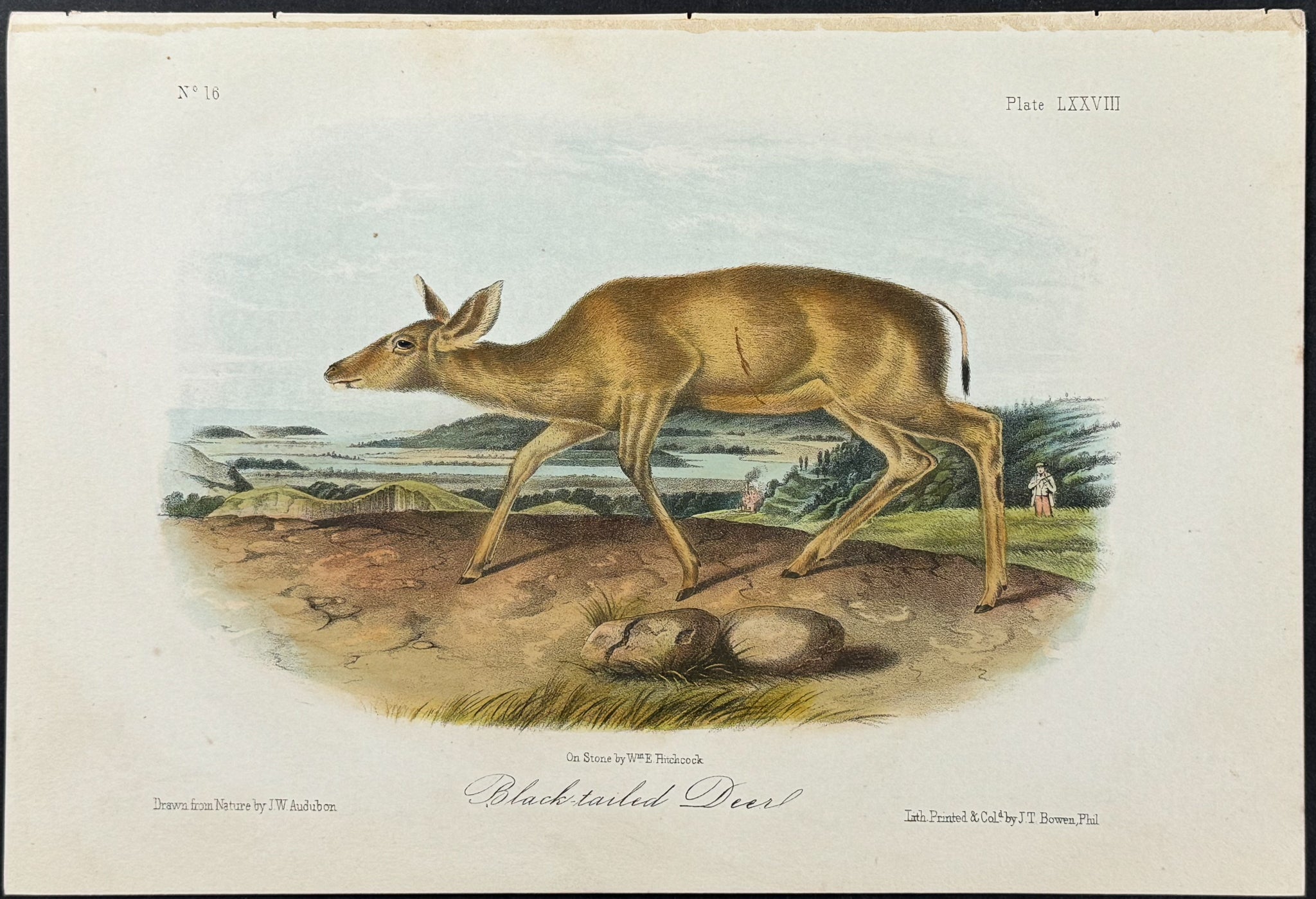 Black-tailed Deer