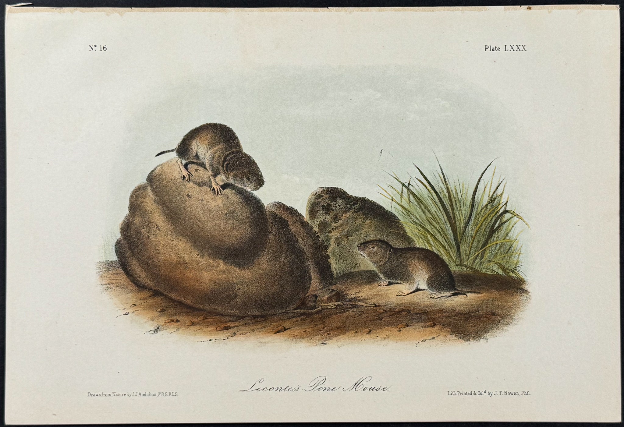 Leconte's Pine Mouse