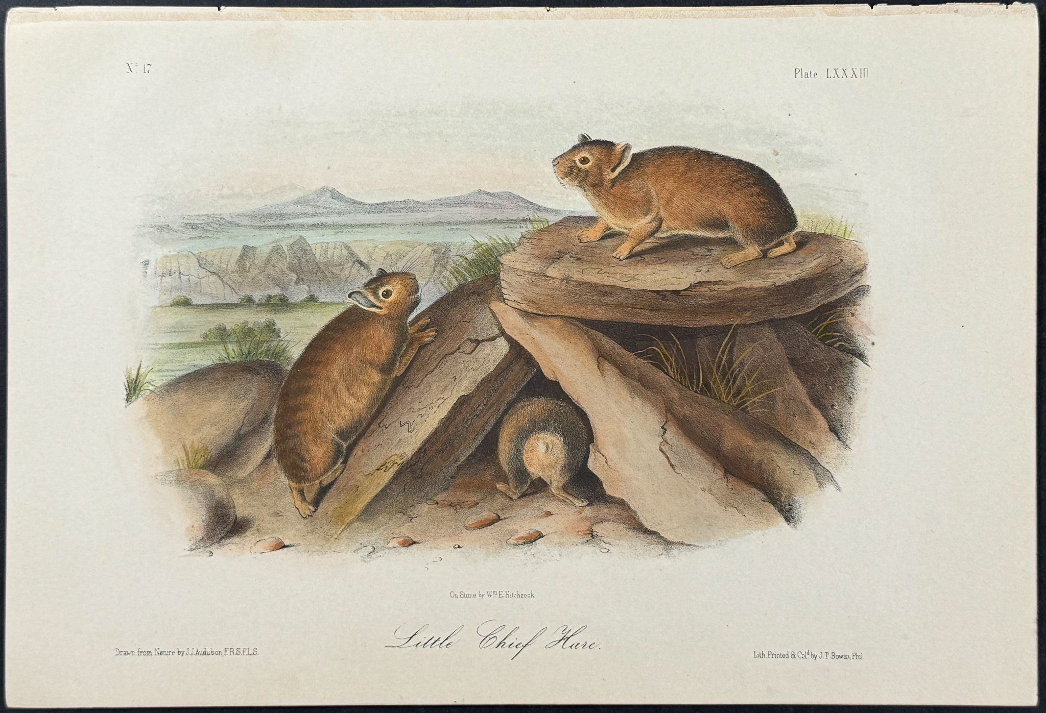 Little Chief Hare