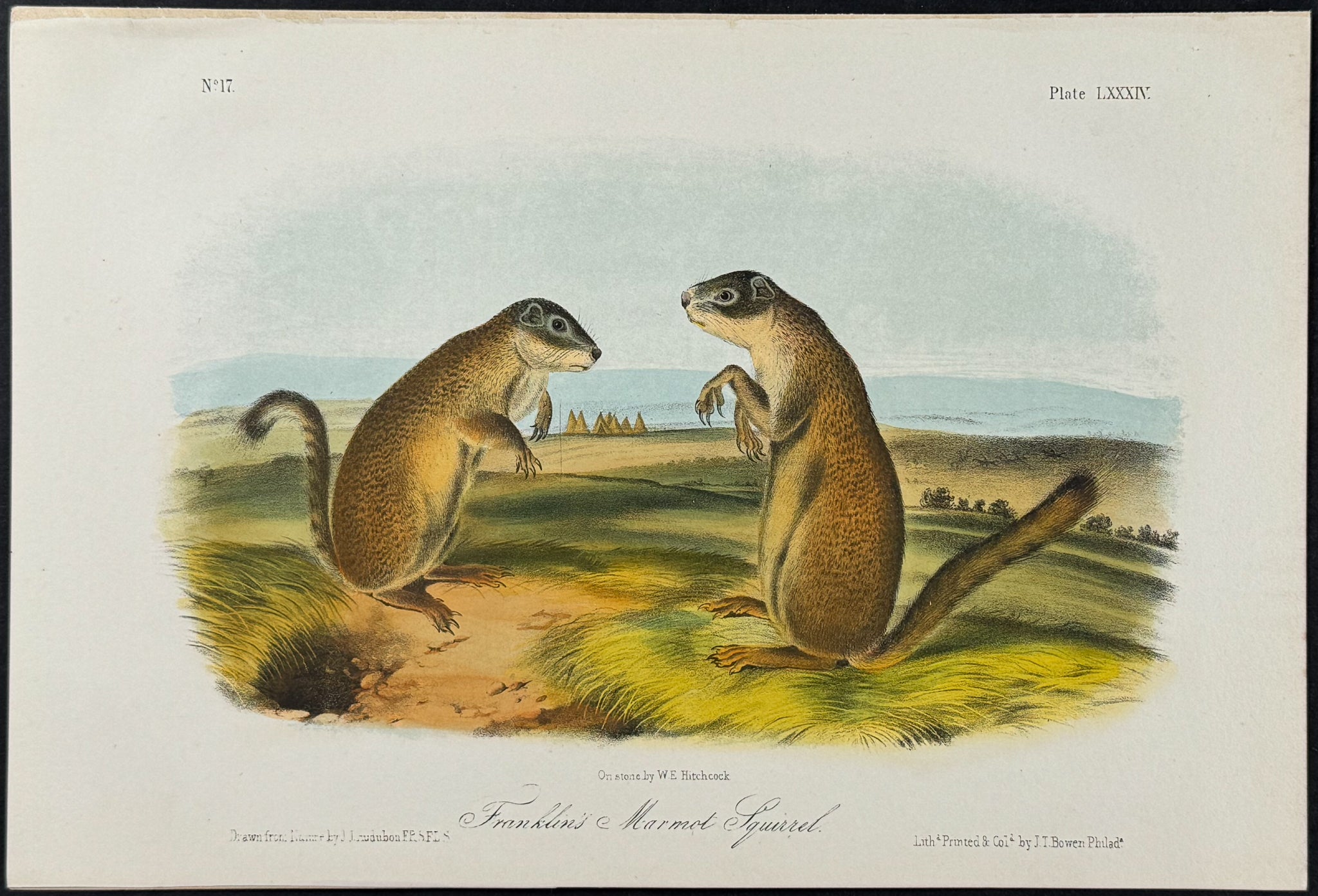 Franklin's Marmot Squirrel