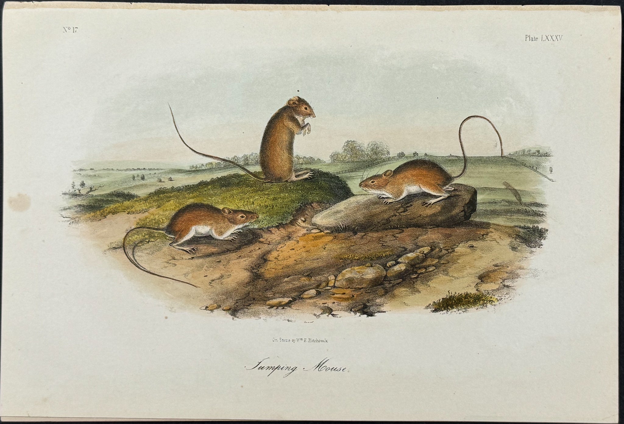 Jumping Mouse
