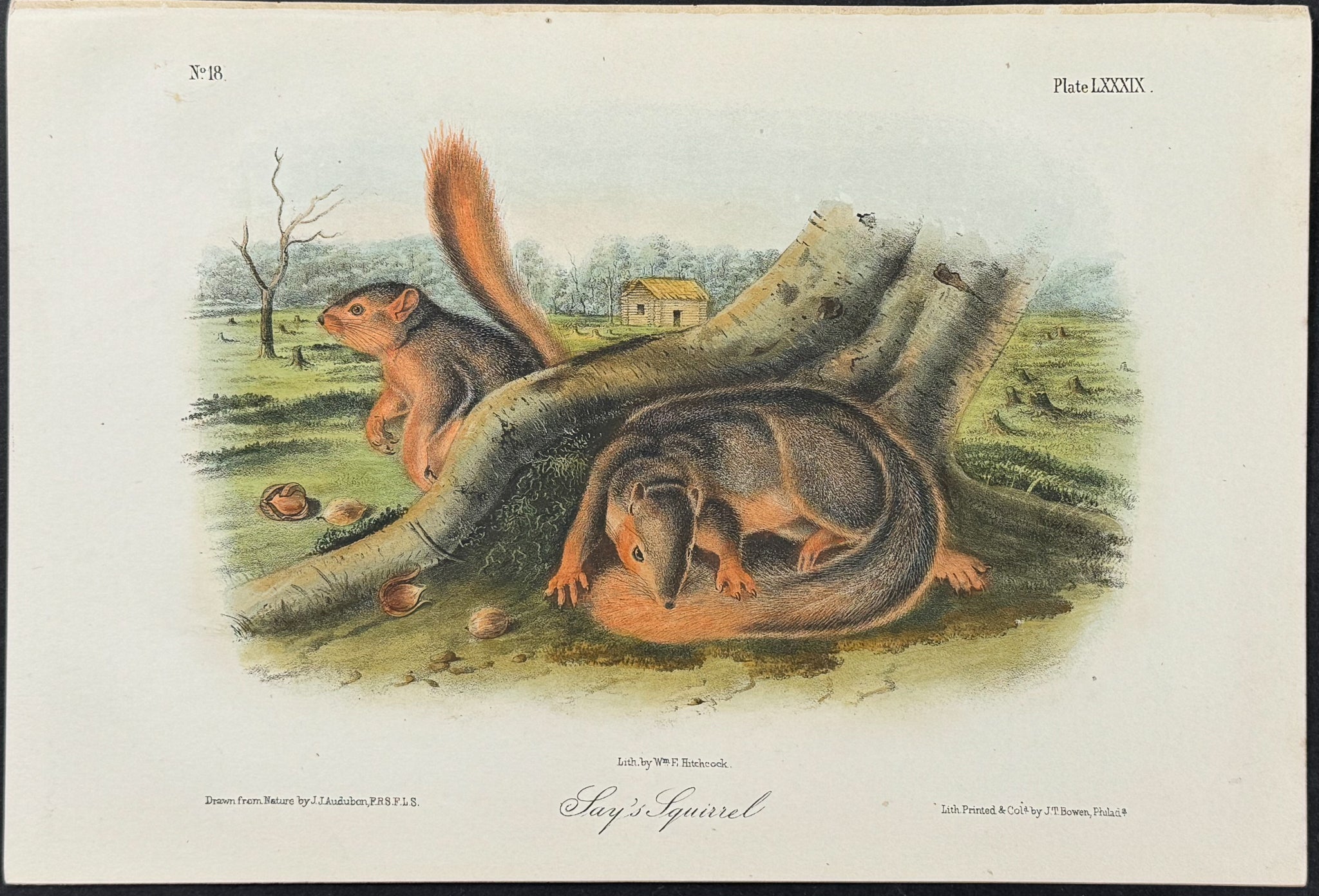 Say's Squirrel
