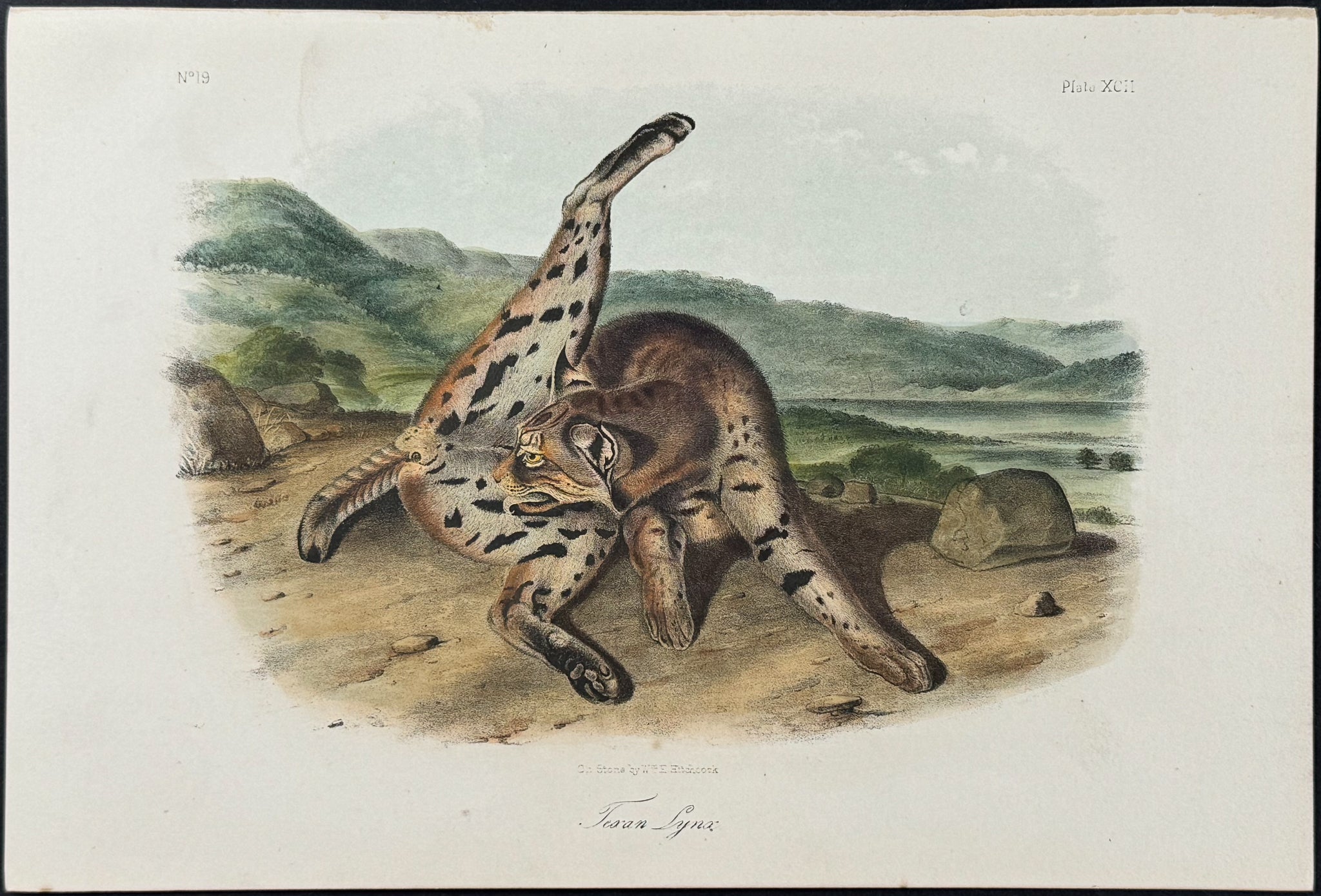 Texan Lynx