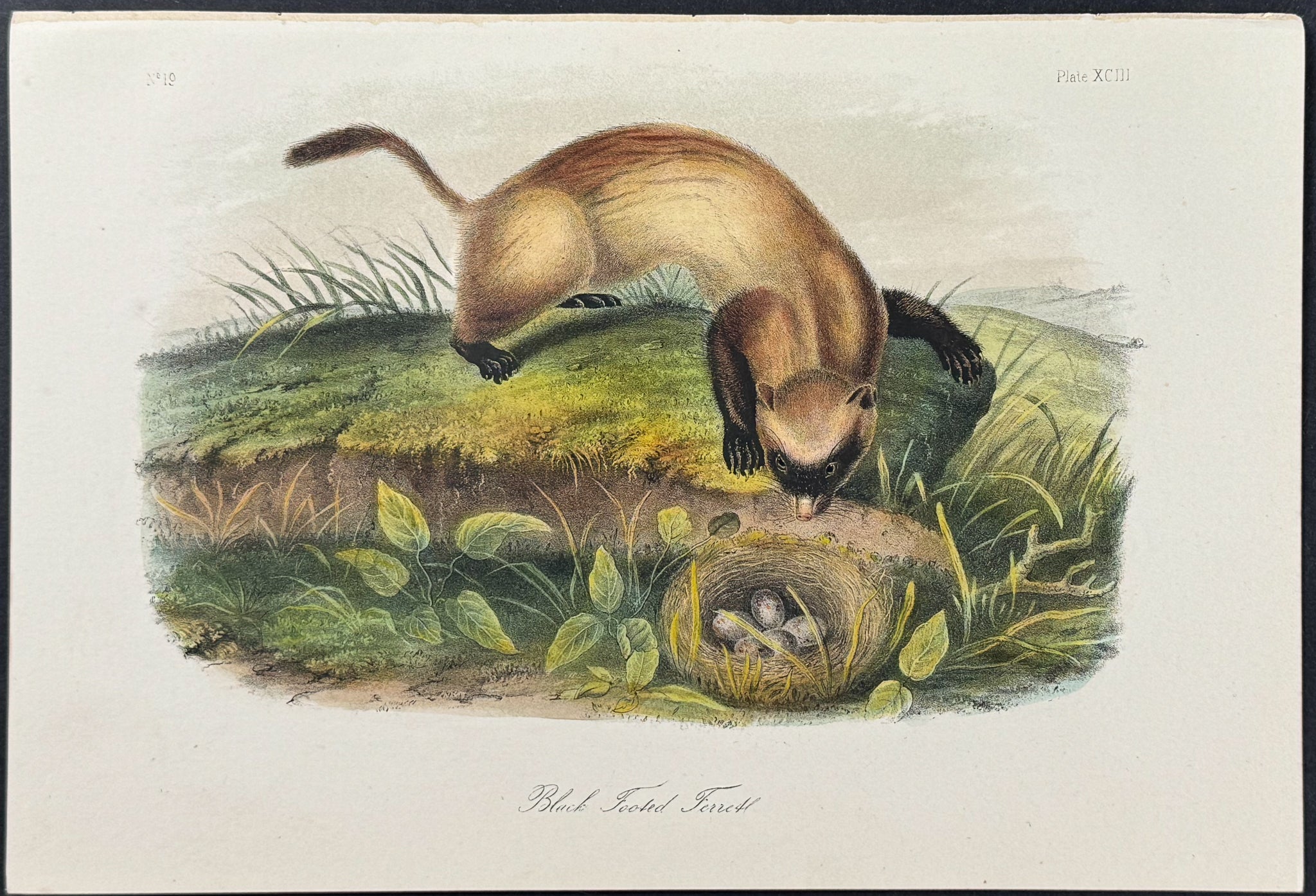 Black Footed Ferret