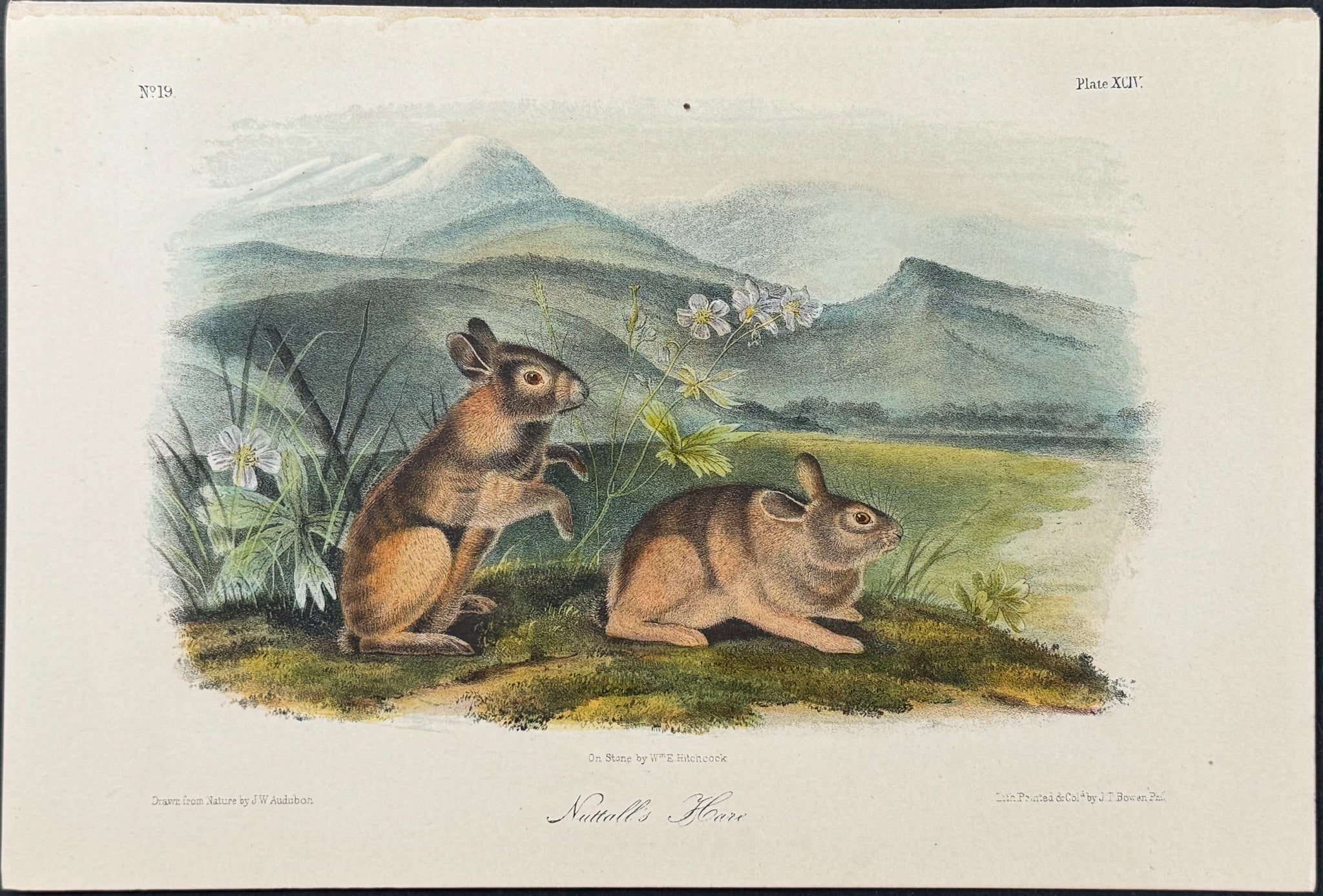 Nutall's Hare