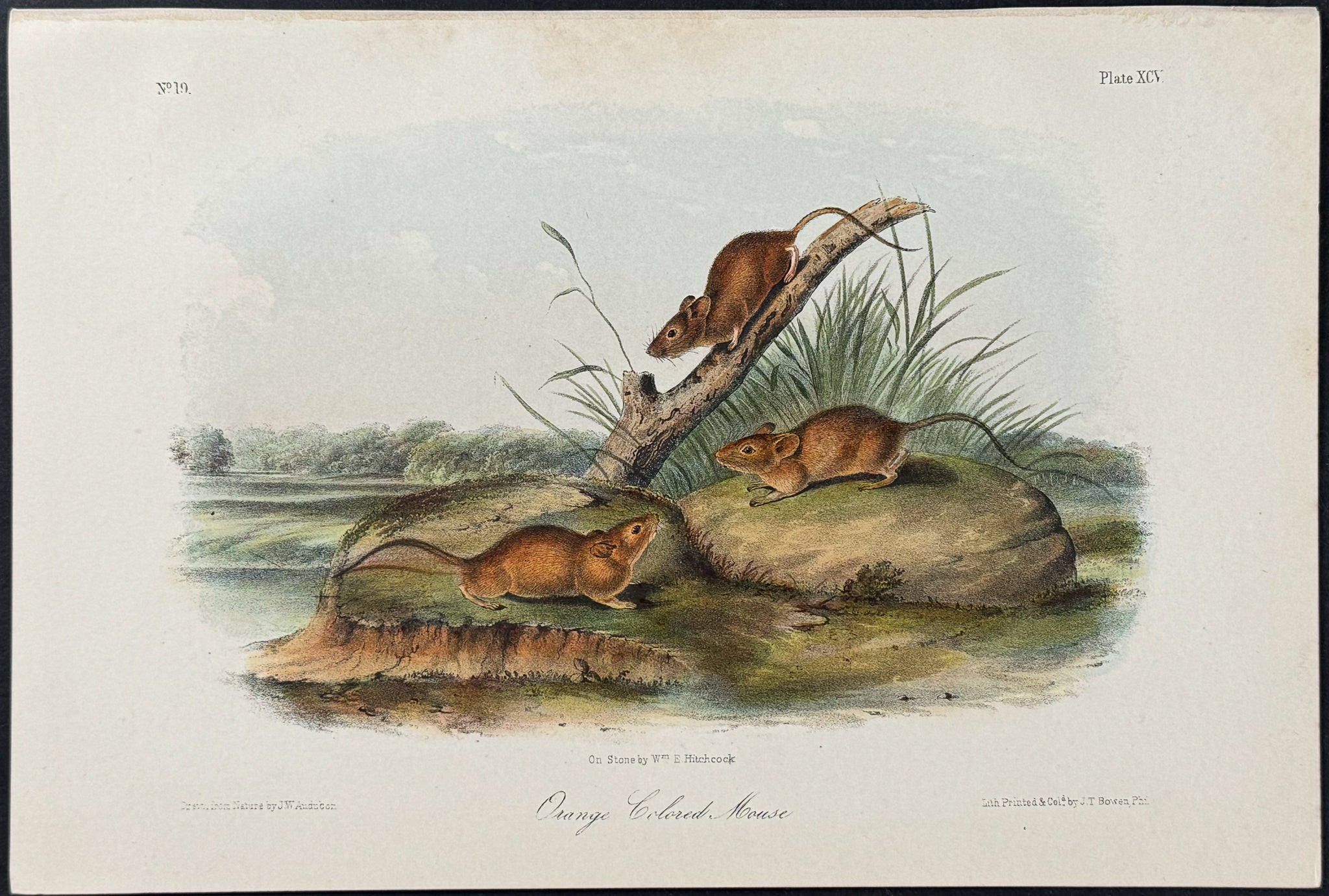Orange-colored Mouse