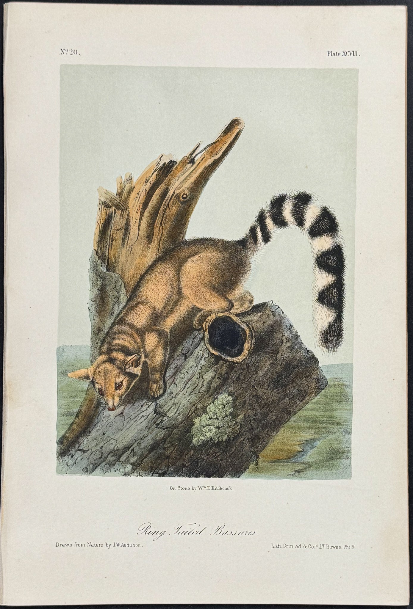 Ring-tailed Bassaris