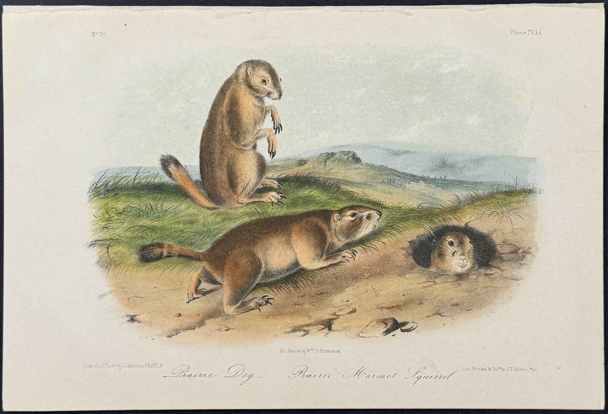 Prairie Dog & Prairie Marmot Squirrel