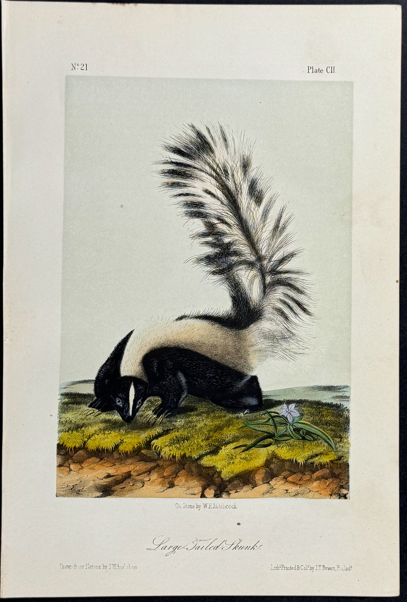 Large-tailed Skunk