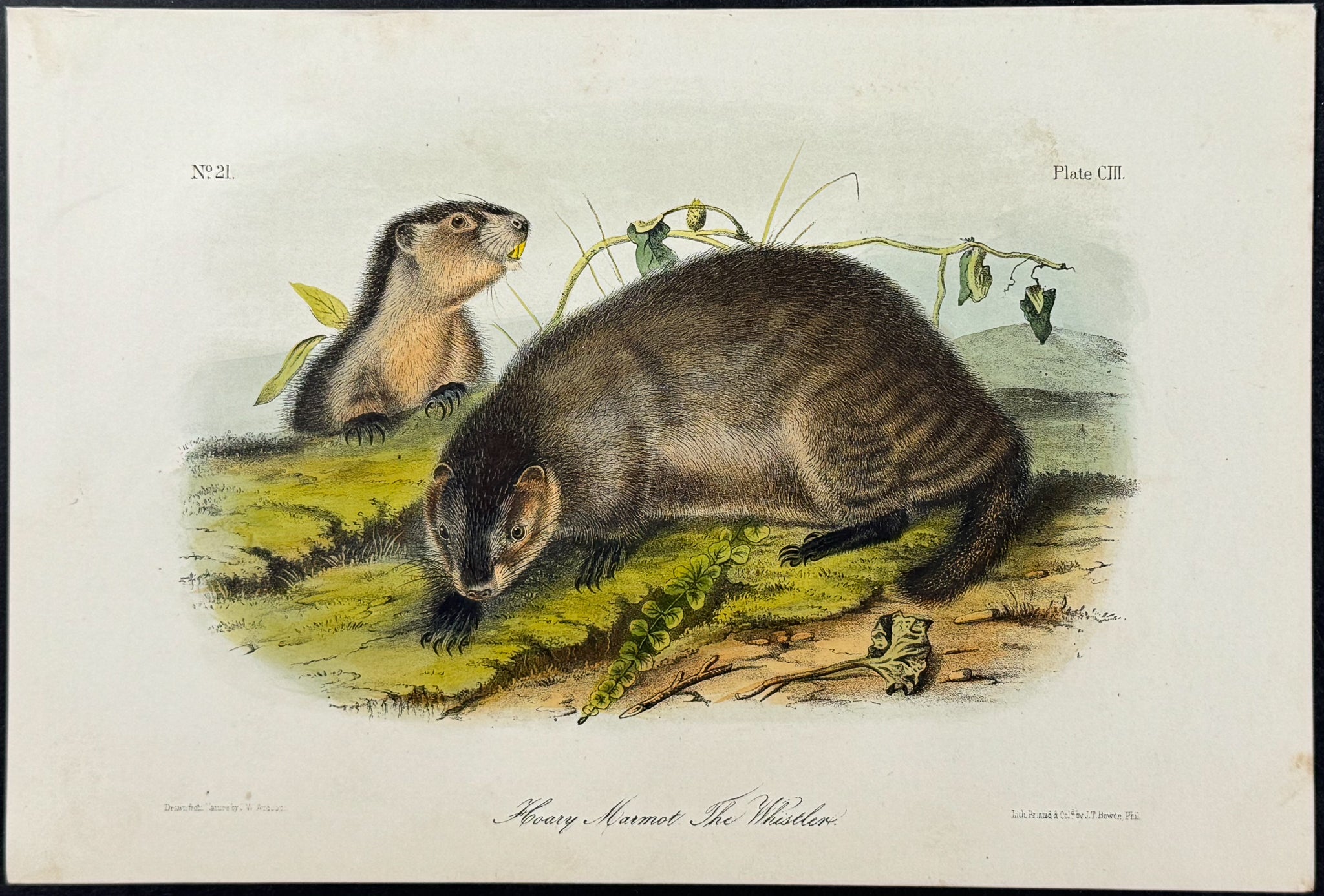 Hoary Marmot, The Whistler