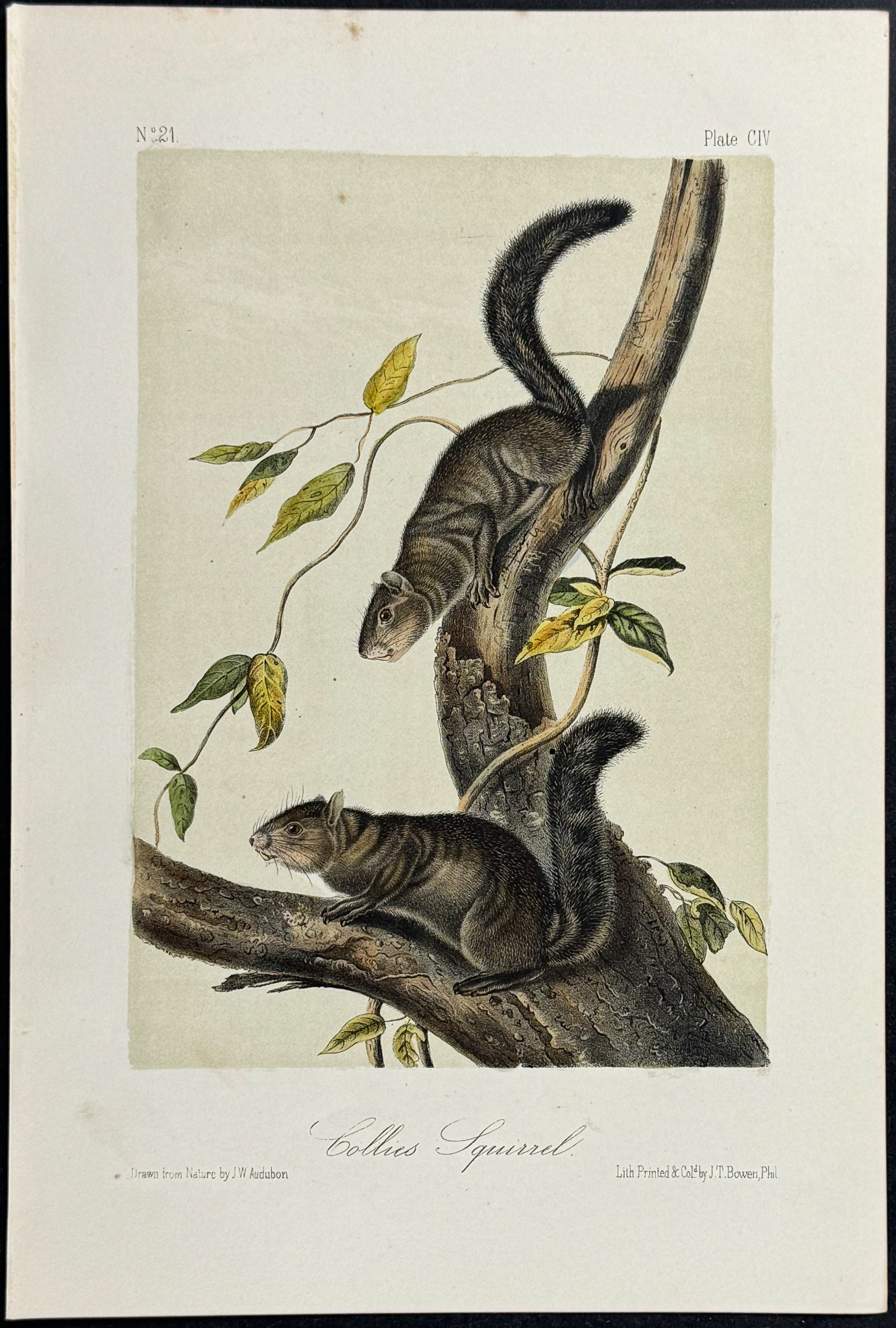 Collies Squirrel