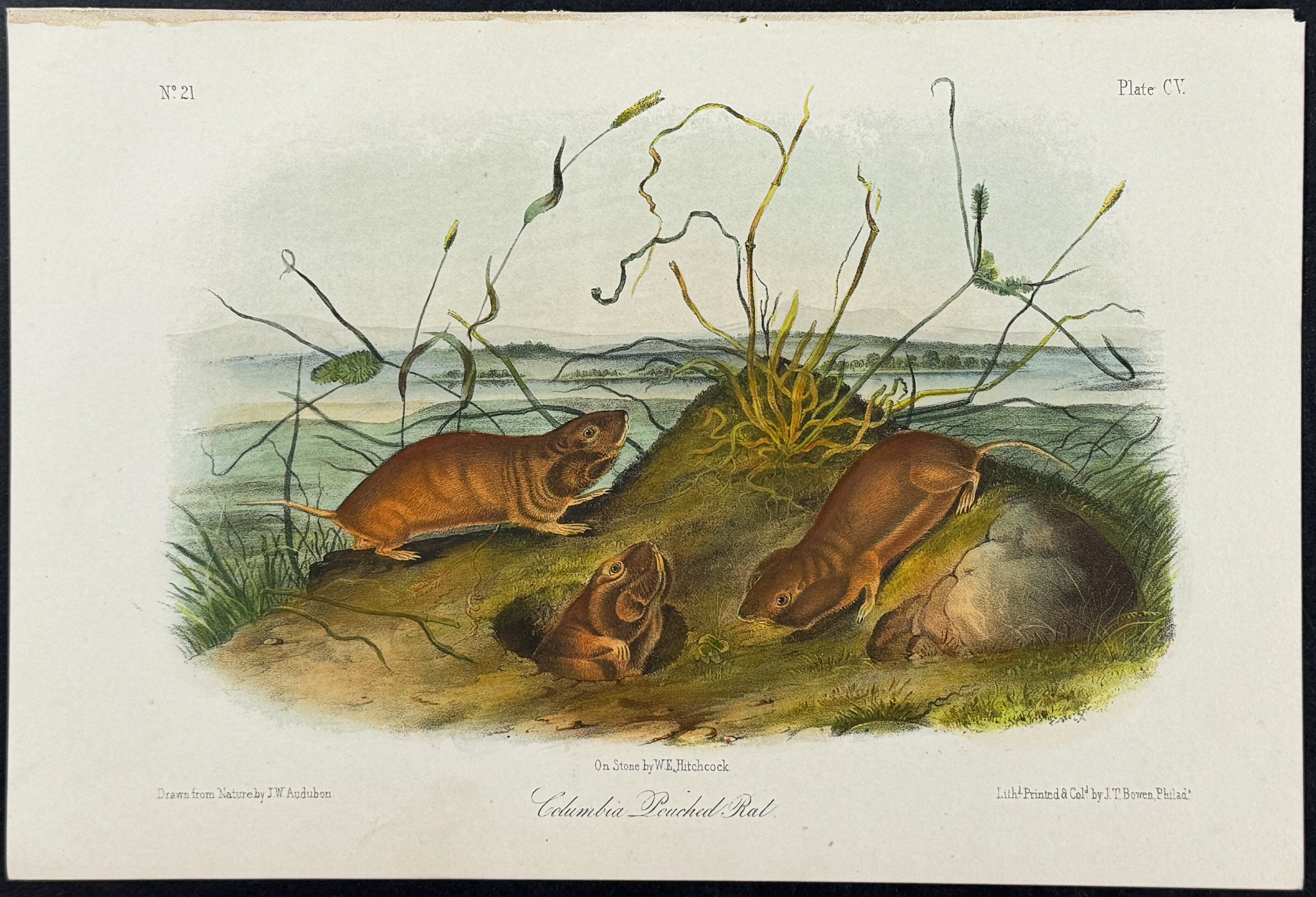 Columbia Pouched Rat