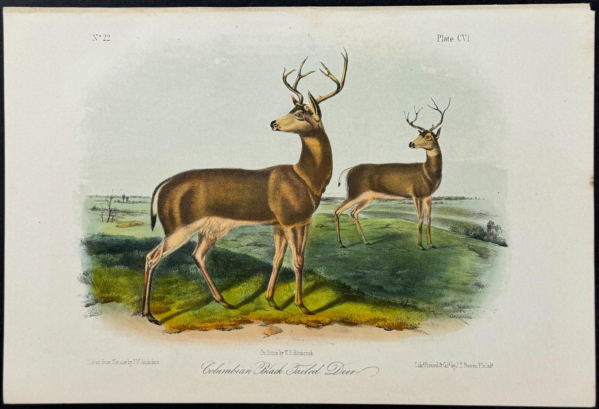 Columbian Black-Tailed Deer