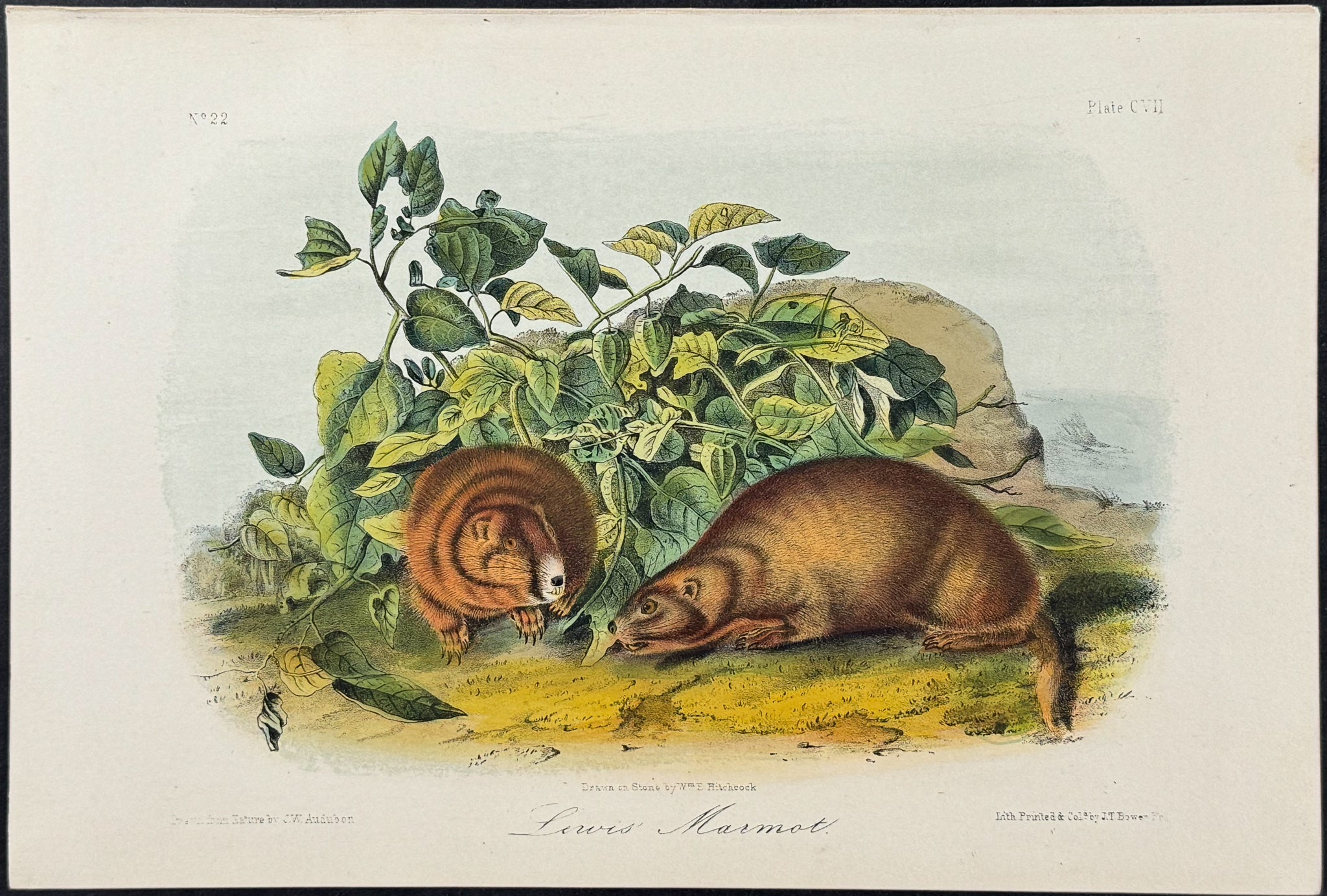 Lewis' Marmot