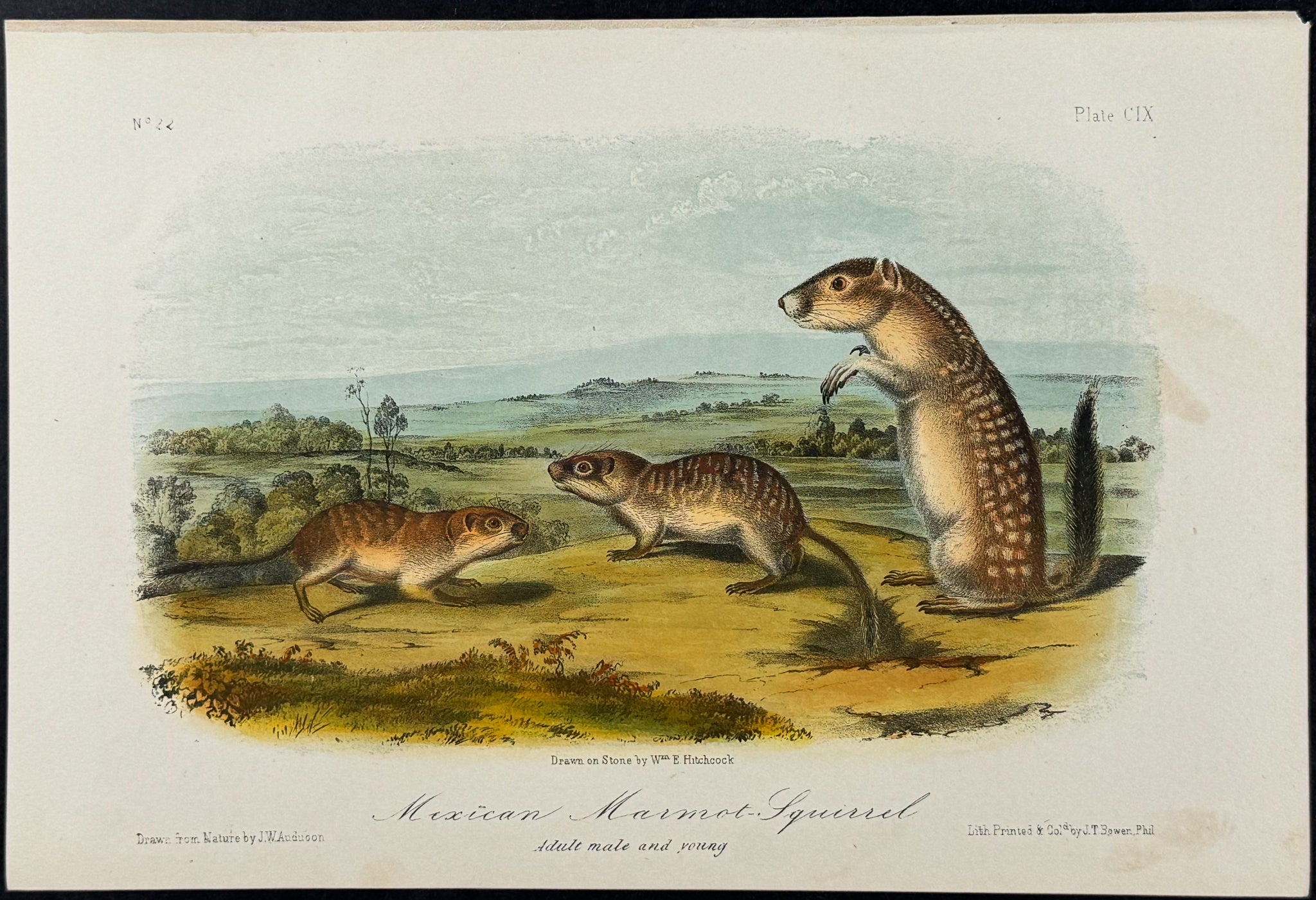 Mexican Marmot-Squirrel