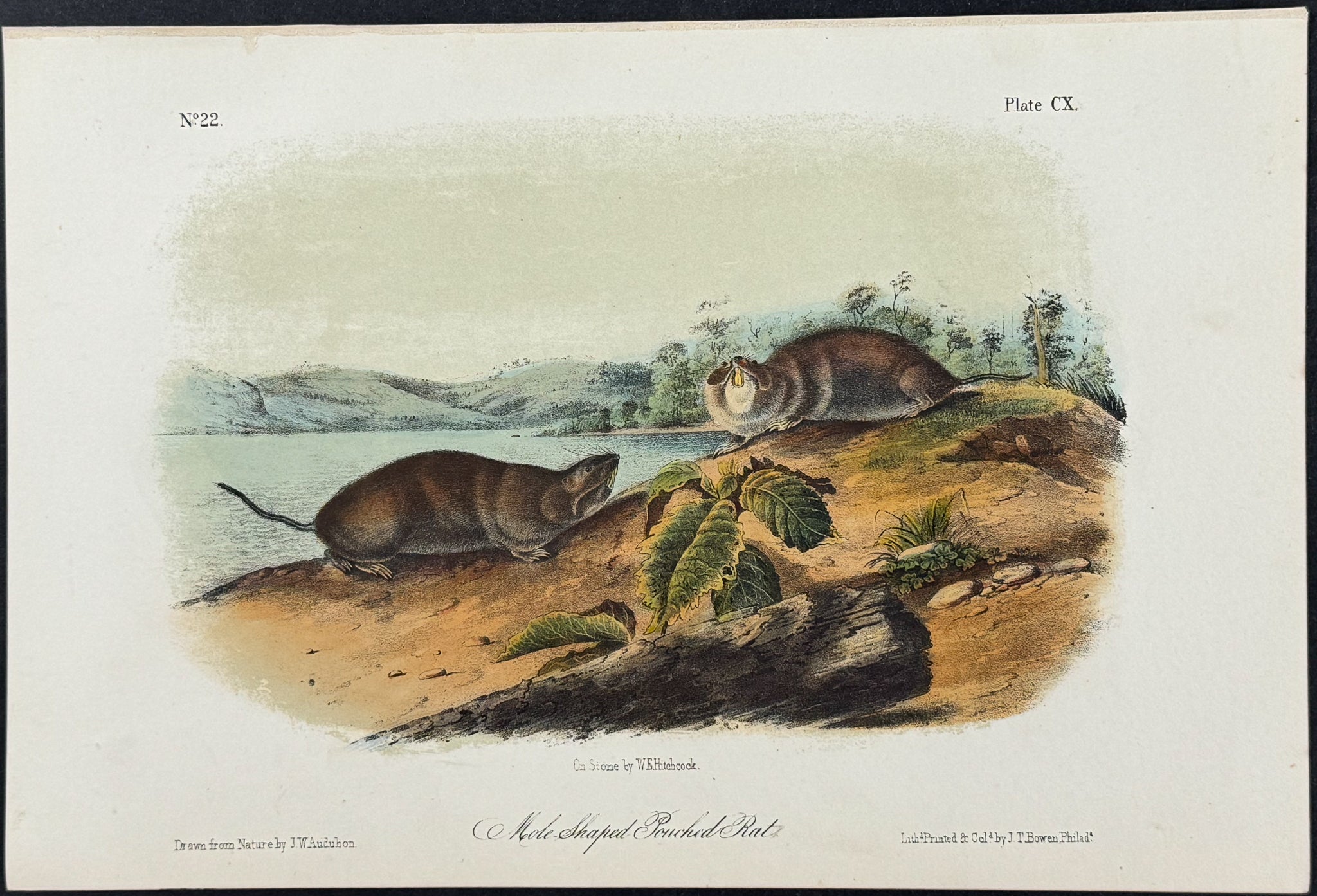 Mole-shaped Pouched Rat