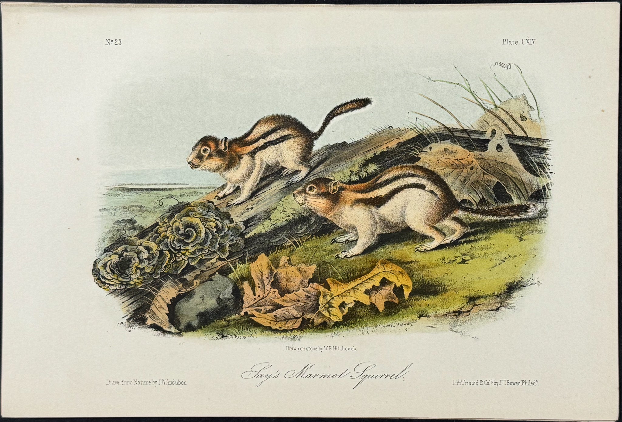 Say's Marmot Squirrel