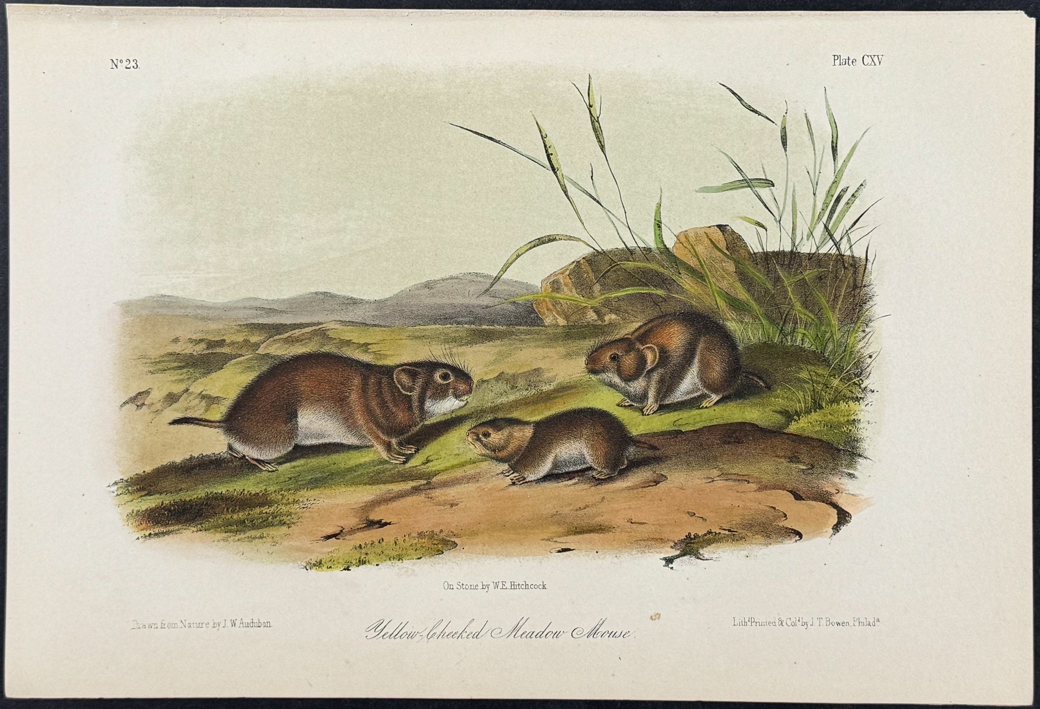 Yellow-cheeked Meadow Mouse