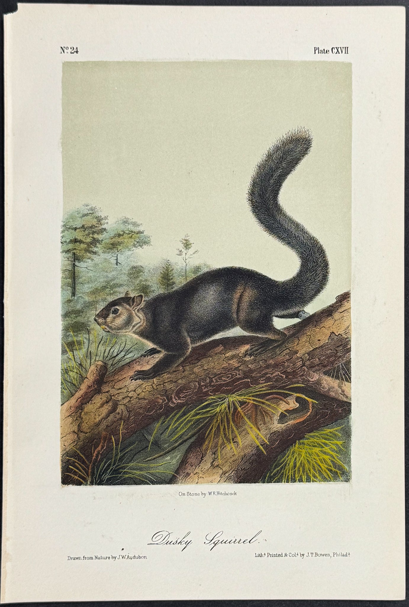 Dusky Squirrel