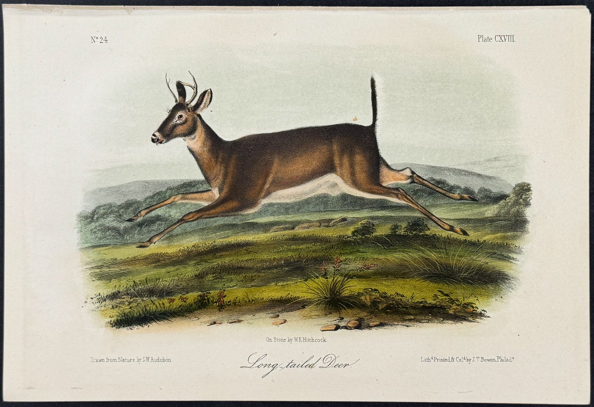 Long-tailed Deer