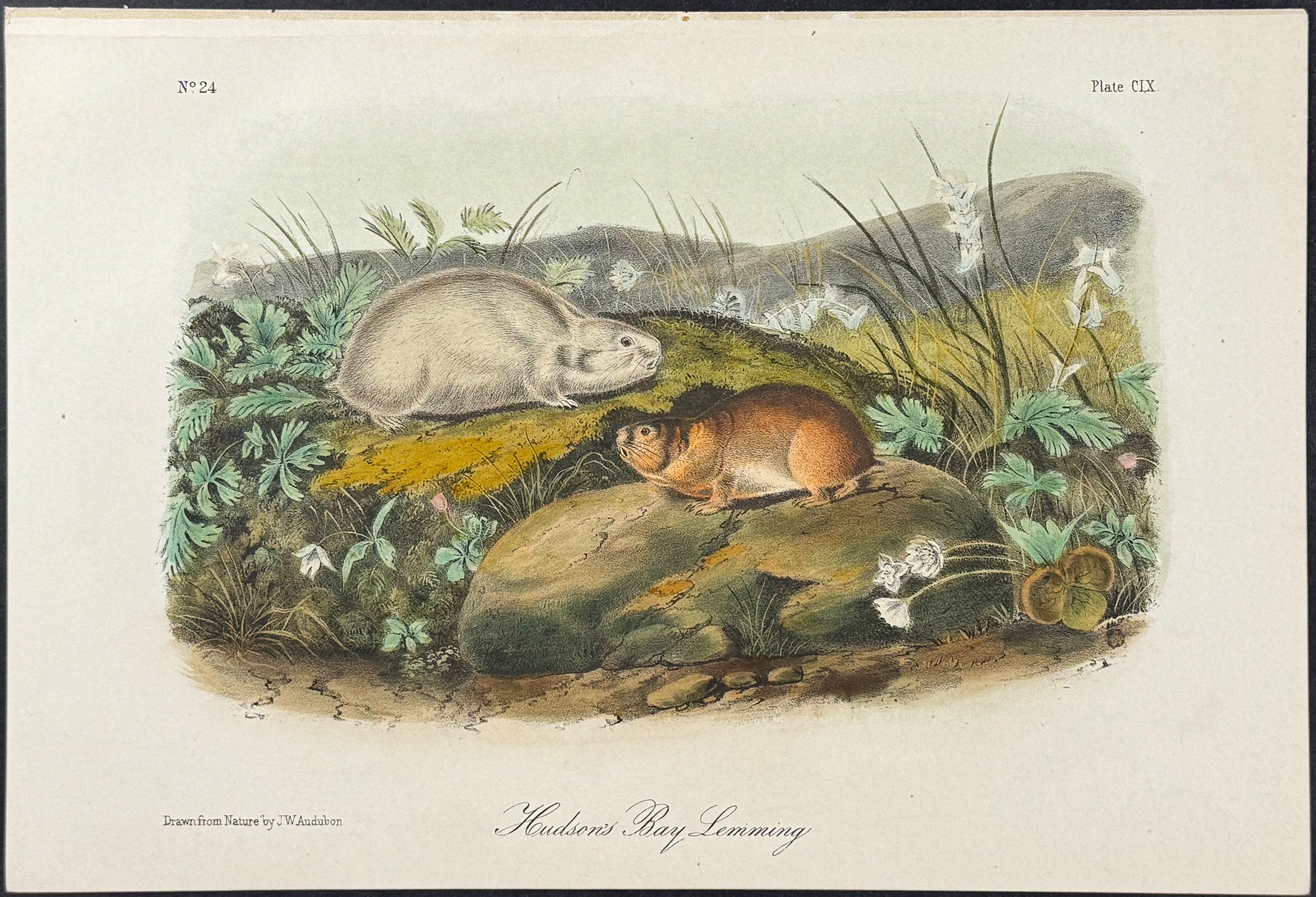 Hudson's Bay Lemming