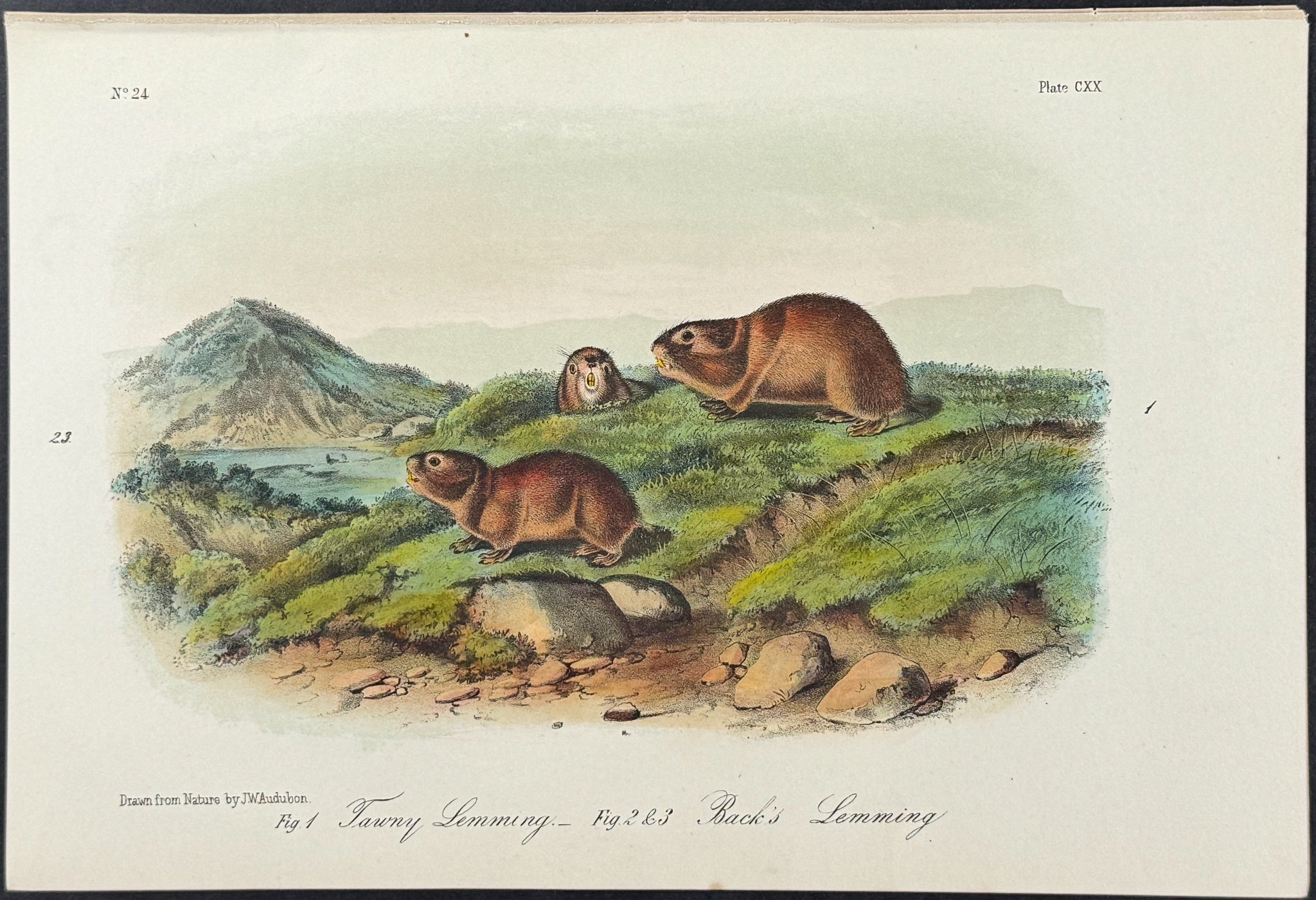 Tawney's & Back's Lemming