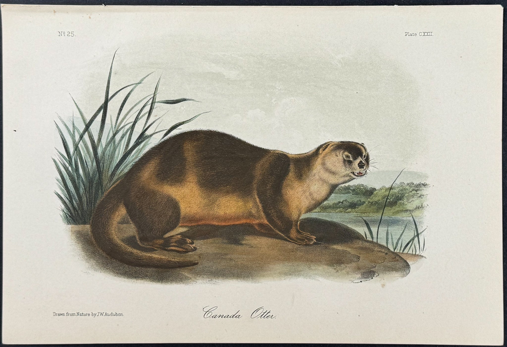 Canada Otter