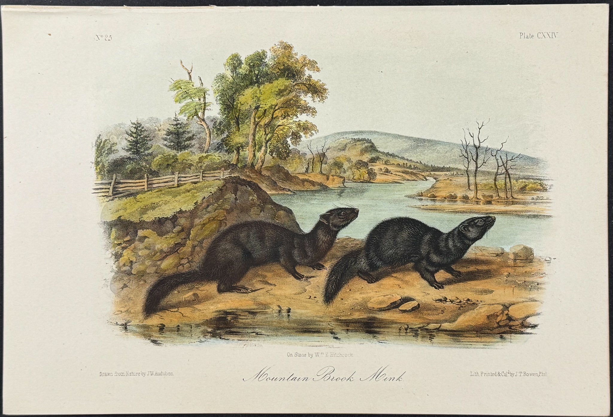 Mountain Brook Mink