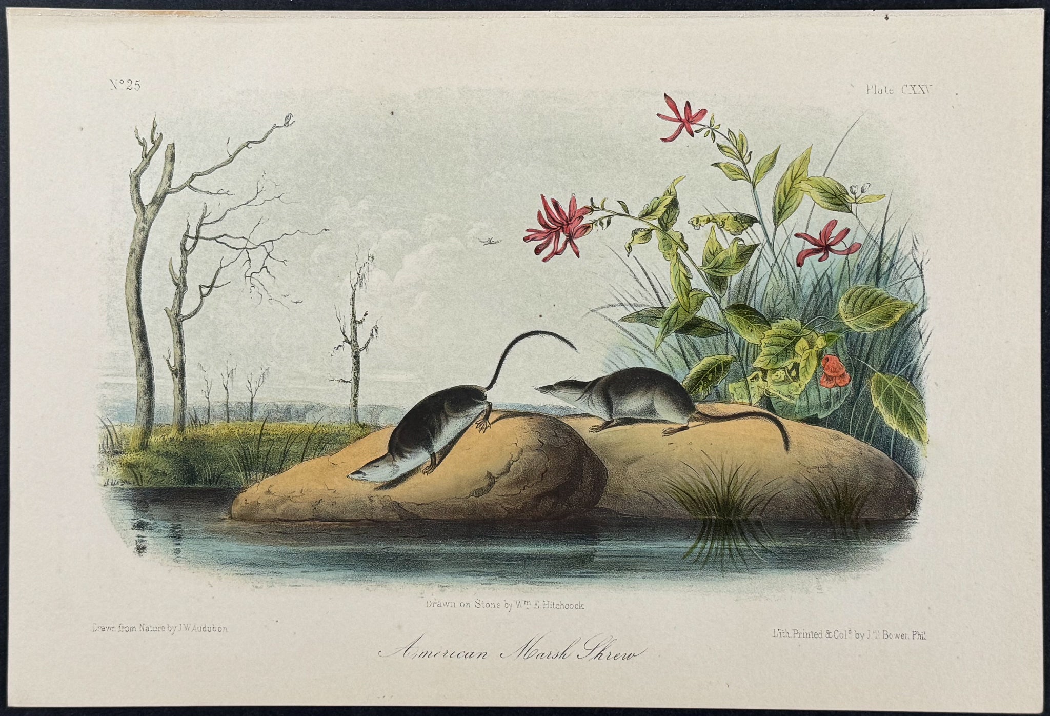 American Marsh Shrew