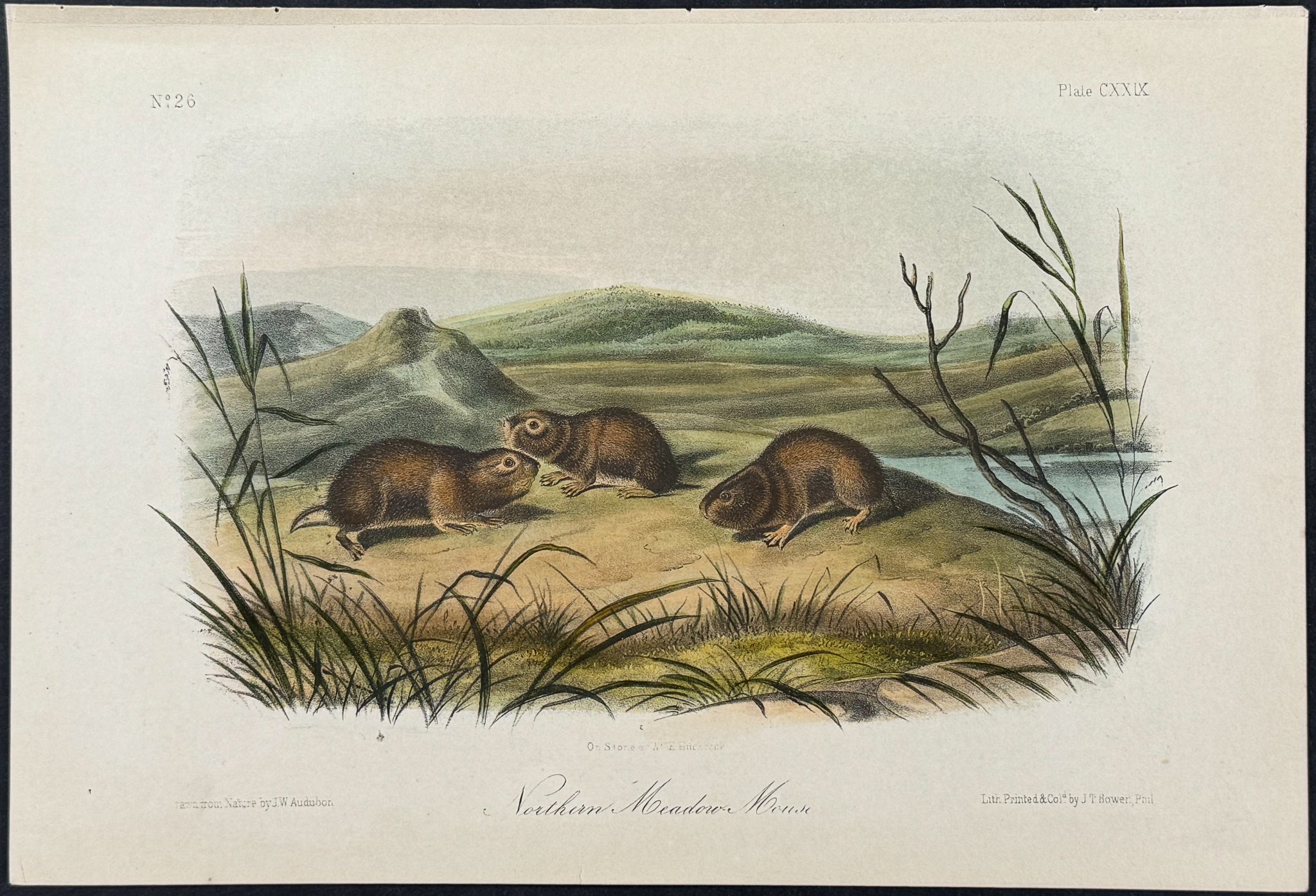 Northern Meadow Mouse