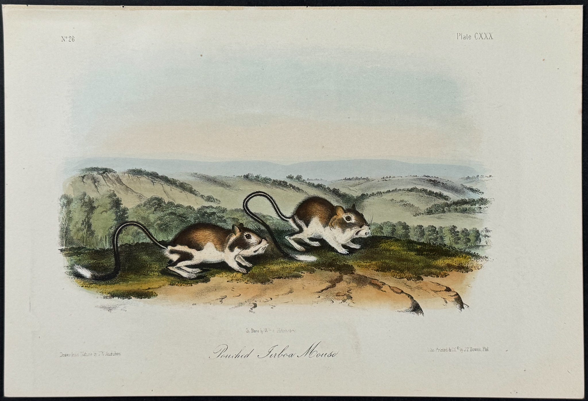 Pouched Jeroba Mouse