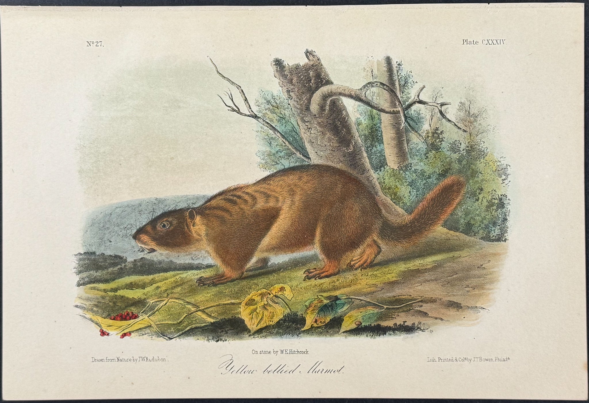 Yellow-bellied Marmot