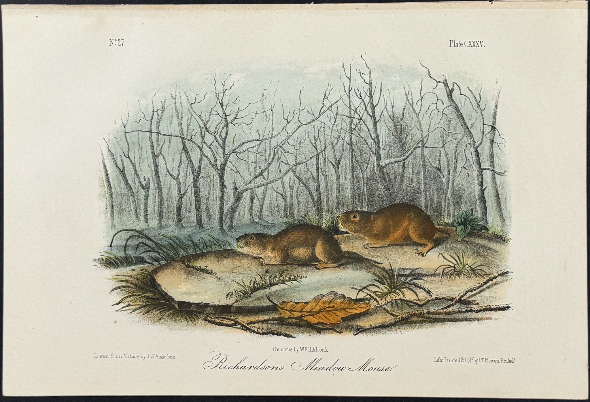 Richardson's Meadow Mouse
