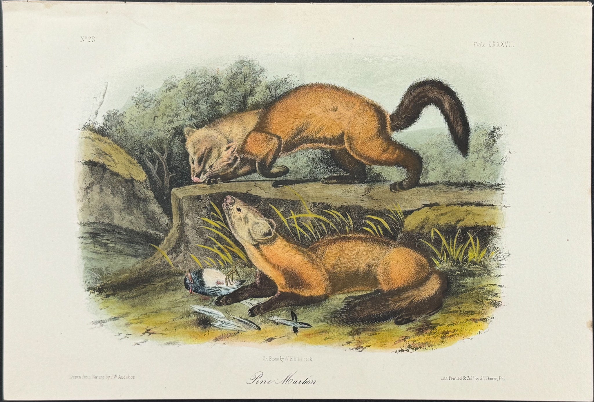 Pine Marten
