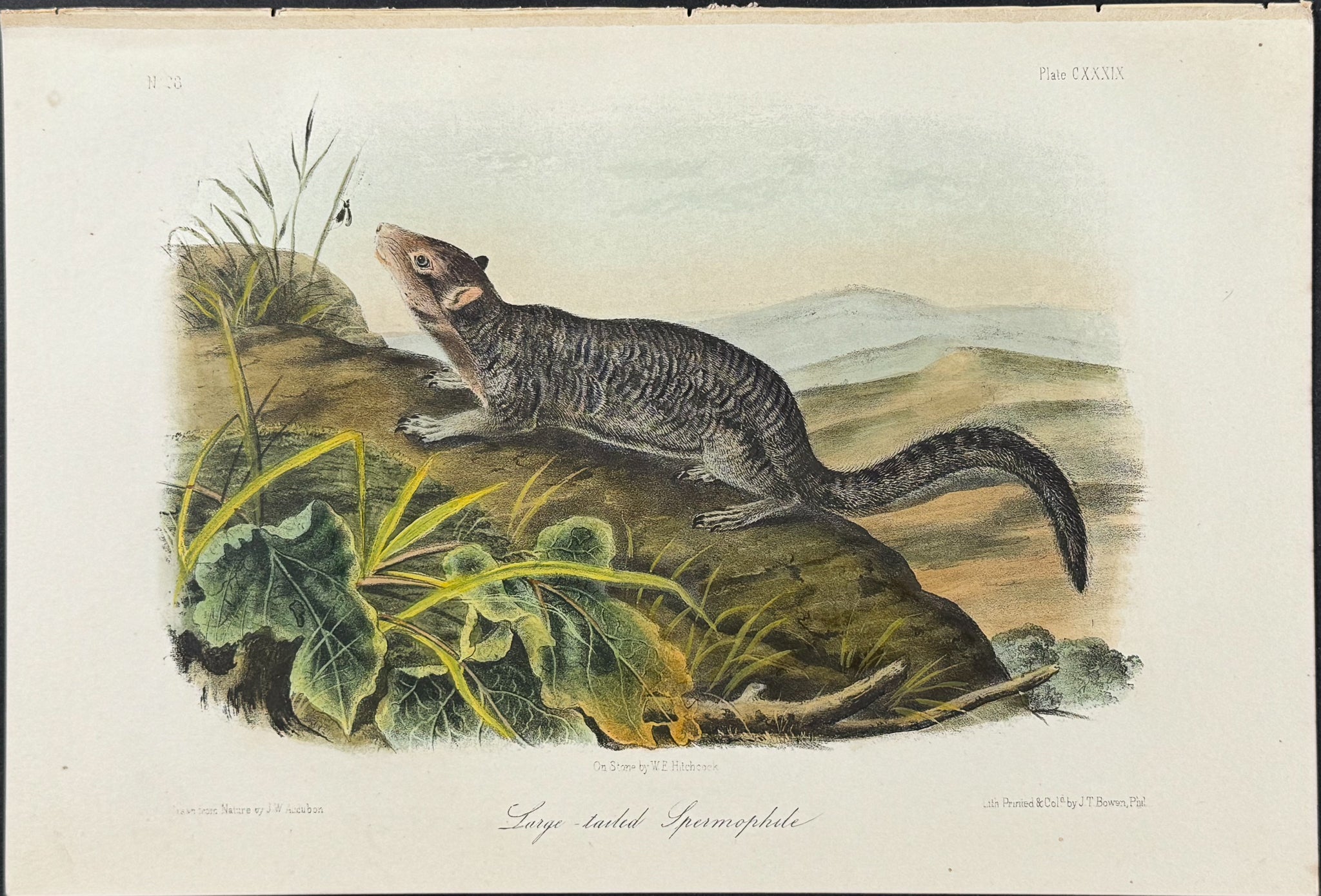 Large-tailed Spermophile