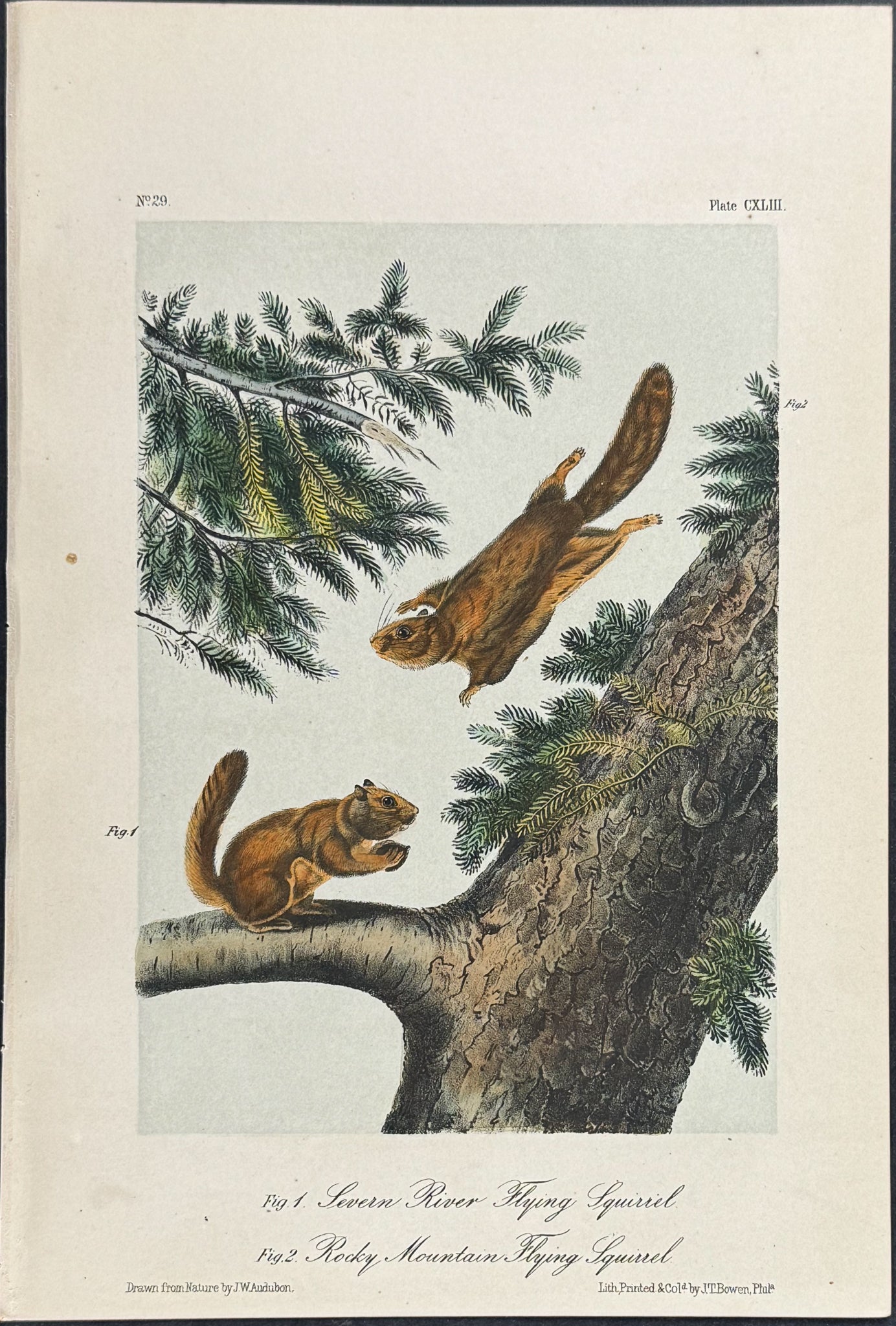 Severn River and Rocky Mountain Flying Squirrel