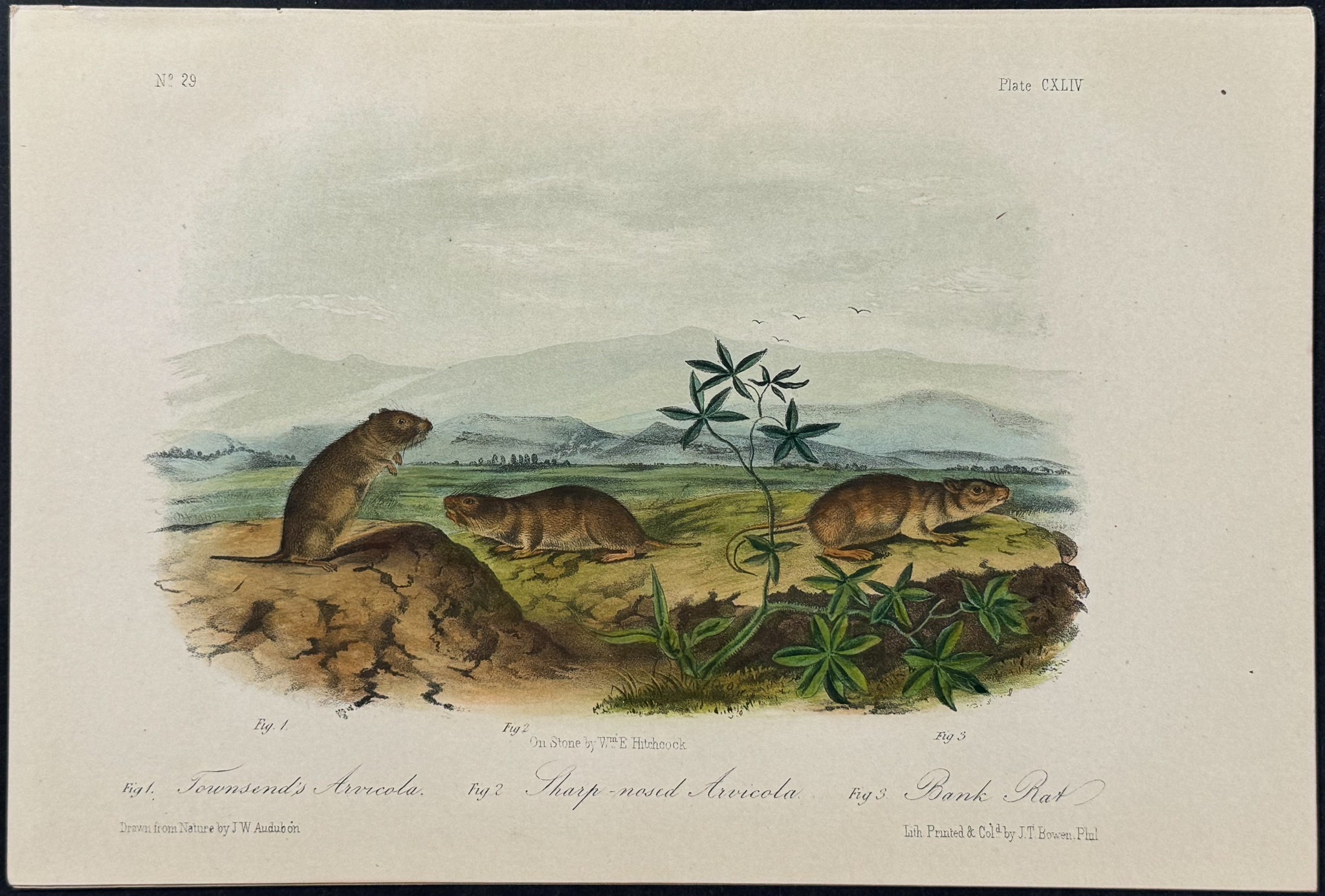Townsend's Arvicola, Sharp-nosed Arvicola and Bank Rat