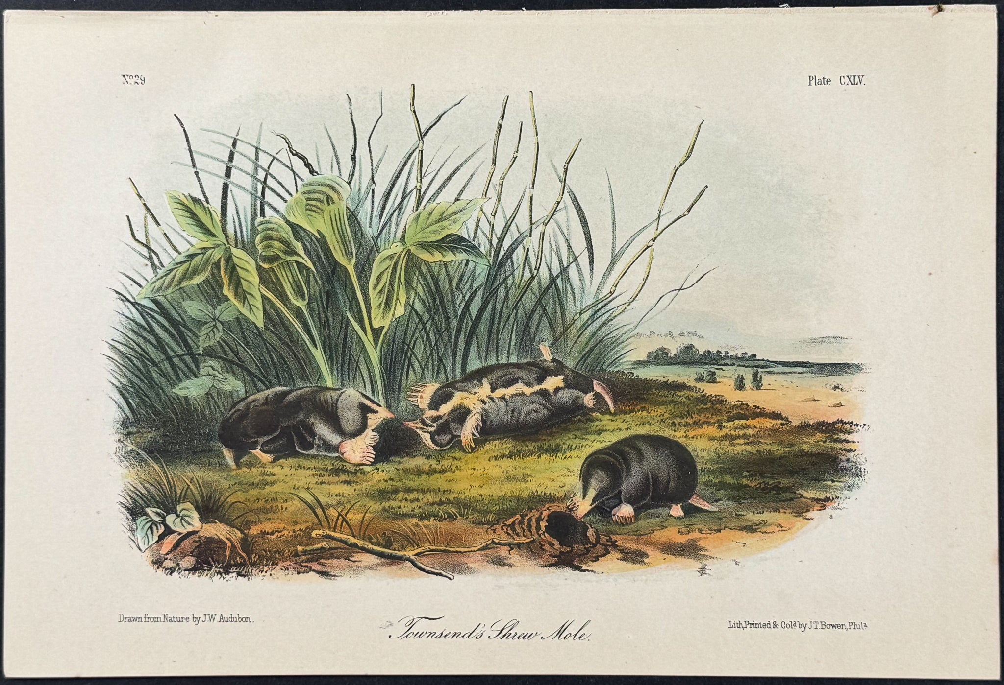 Townsend's Shrew Mole