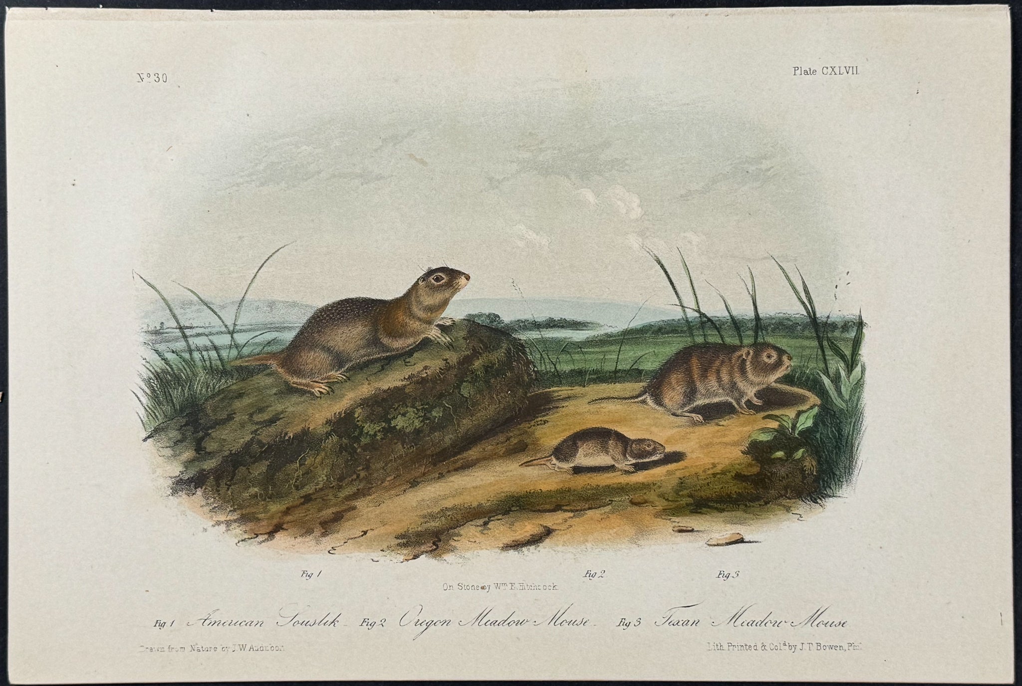 American Souslik, Oregon & Texan Meadow Mouse